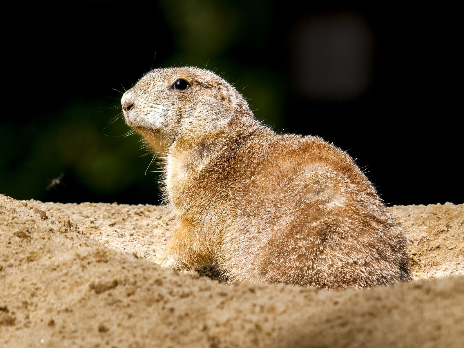 Olympus E-3 sample photo. Meerkat, mammal, animal photography