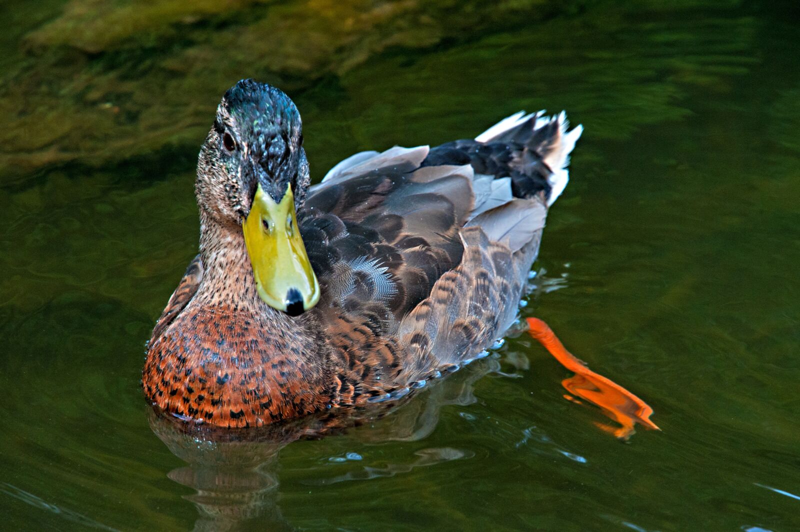 Nikon D300 sample photo. Poland, ostpreußen, masuria photography