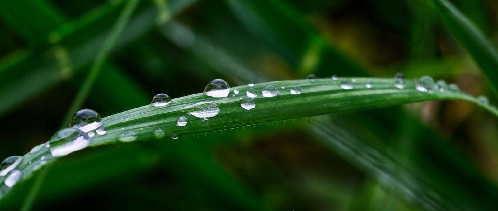 Nikon D3100 sample photo. Water, drop of water photography