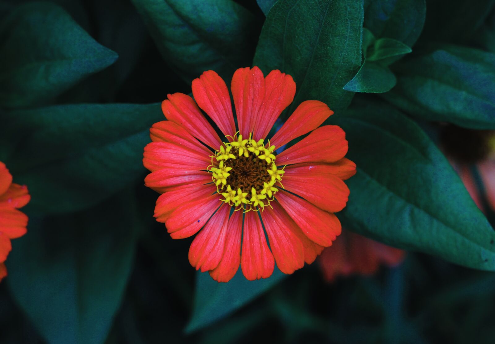 Canon EOS 600D (Rebel EOS T3i / EOS Kiss X5) + Canon EF 50mm F1.8 STM sample photo. Flower, petal, garden photography