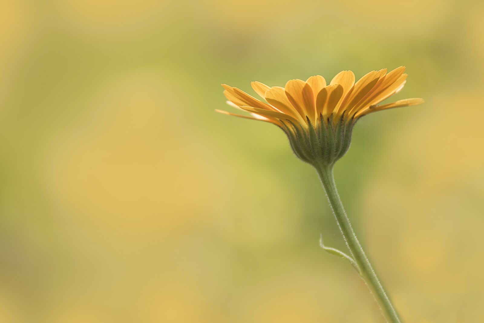Canon EOS 7D Mark II + Canon EF-S 55-250mm F4-5.6 IS II sample photo. Marigold, flower, nature photography