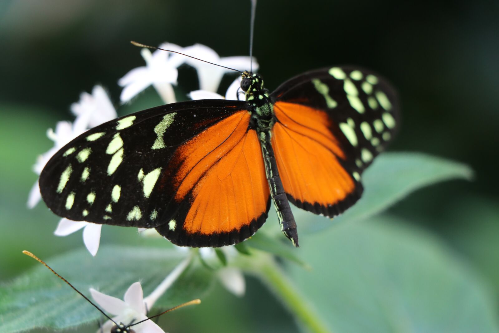 Canon EF-S 18-135mm F3.5-5.6 IS USM sample photo. Butterfly, insect, animal photography