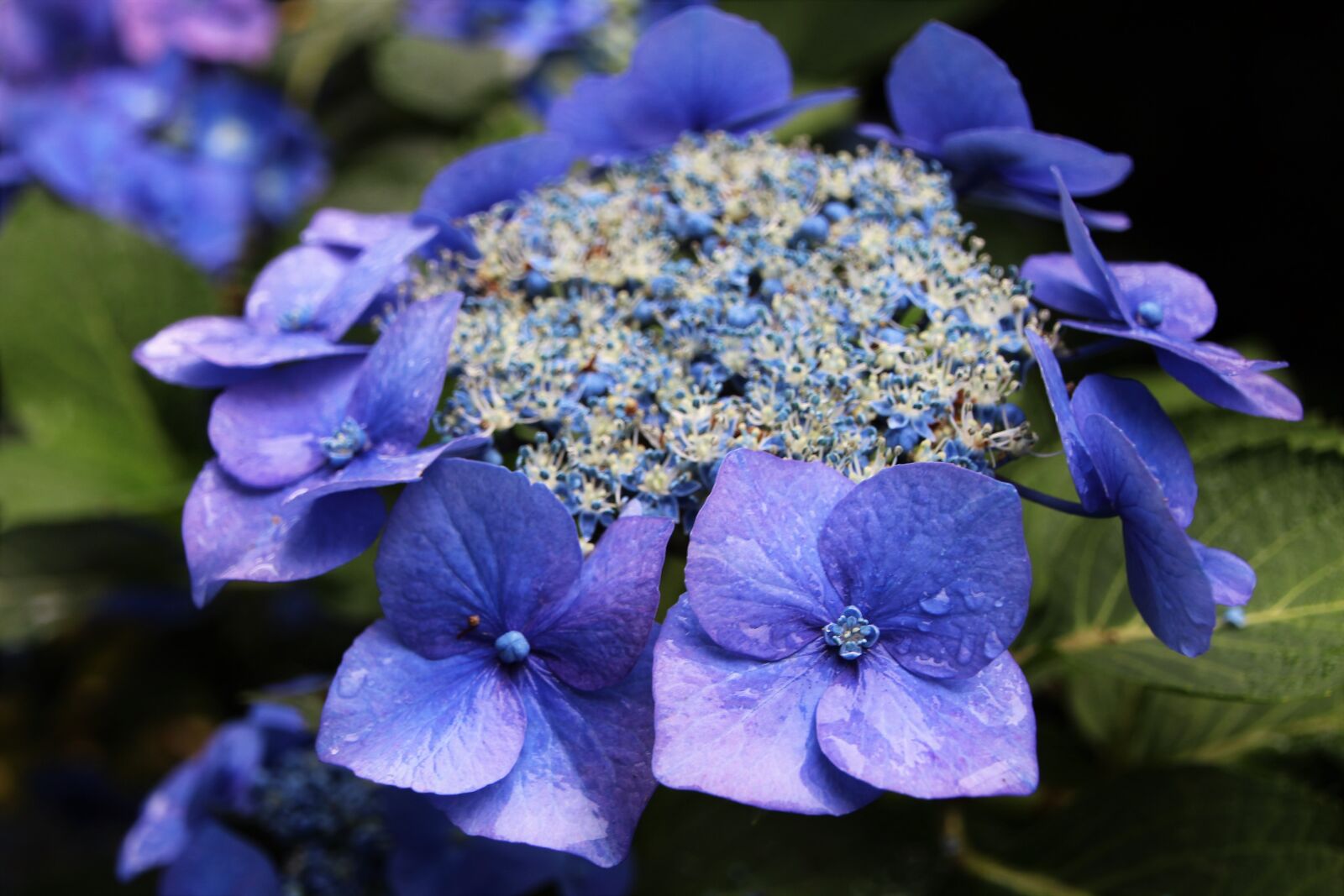 Canon EOS 700D (EOS Rebel T5i / EOS Kiss X7i) sample photo. Hydrangea, summer garden, blue photography
