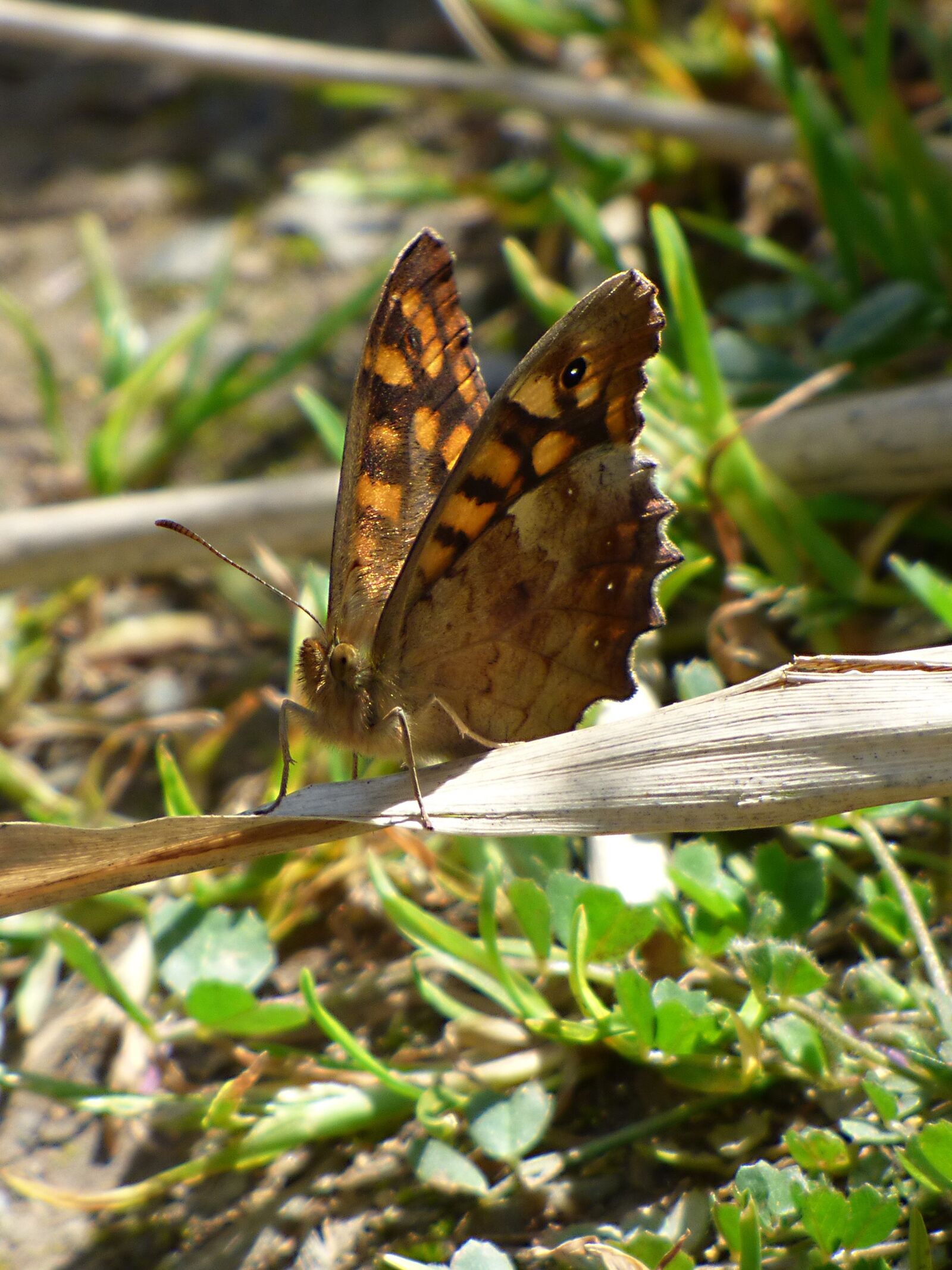 Panasonic Lumix DMC-FZ70 sample photo. Butterfly saltacercas, orange butterfly photography