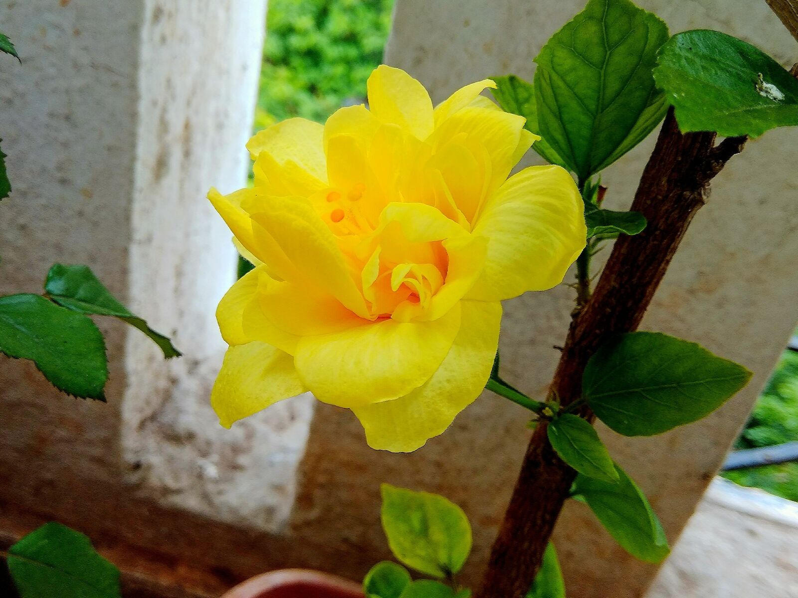 Xiaomi Redmi Note 4 sample photo. Leaf, flora, flower photography