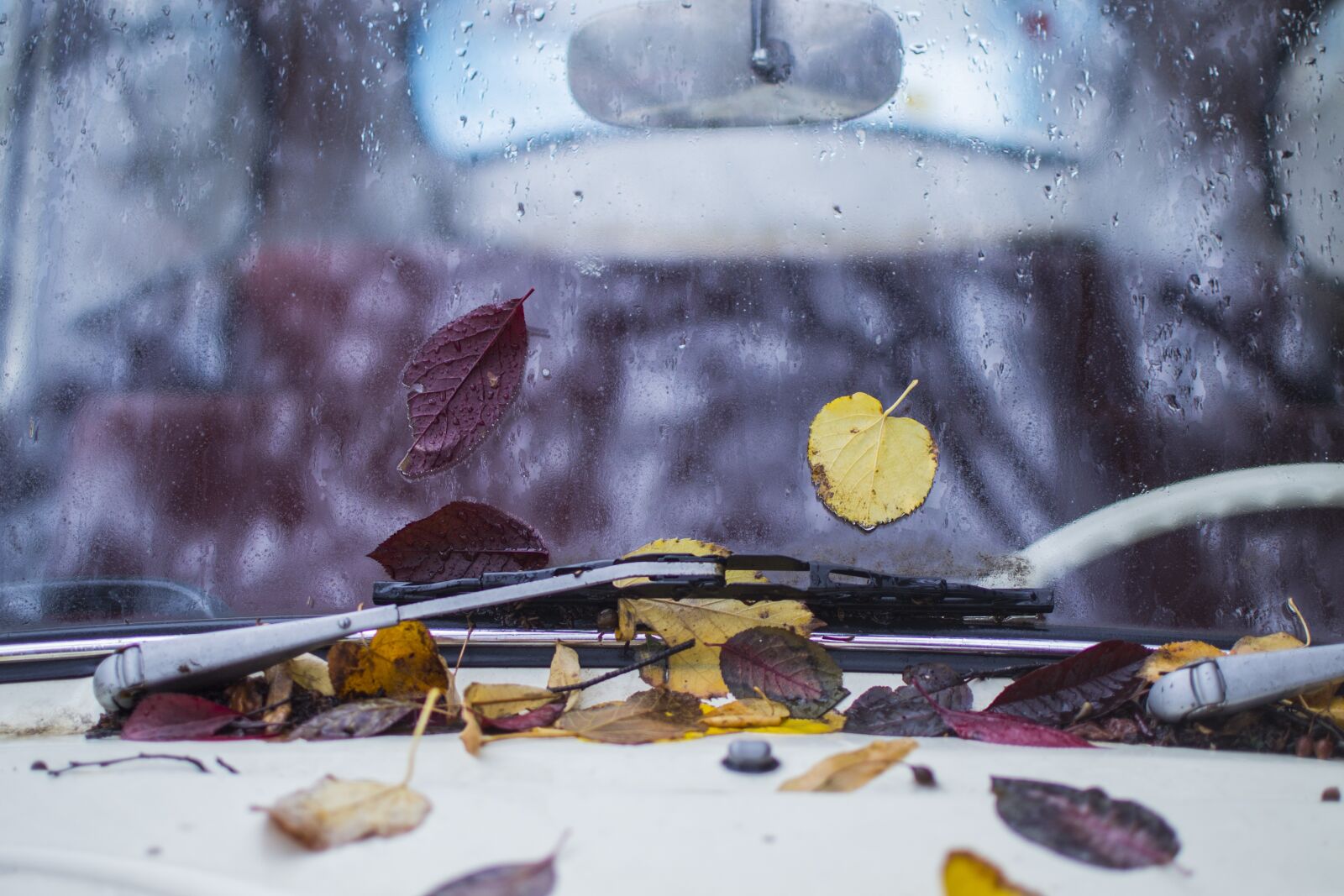 Nikon D3100 sample photo. Leaves, car, leaf photography