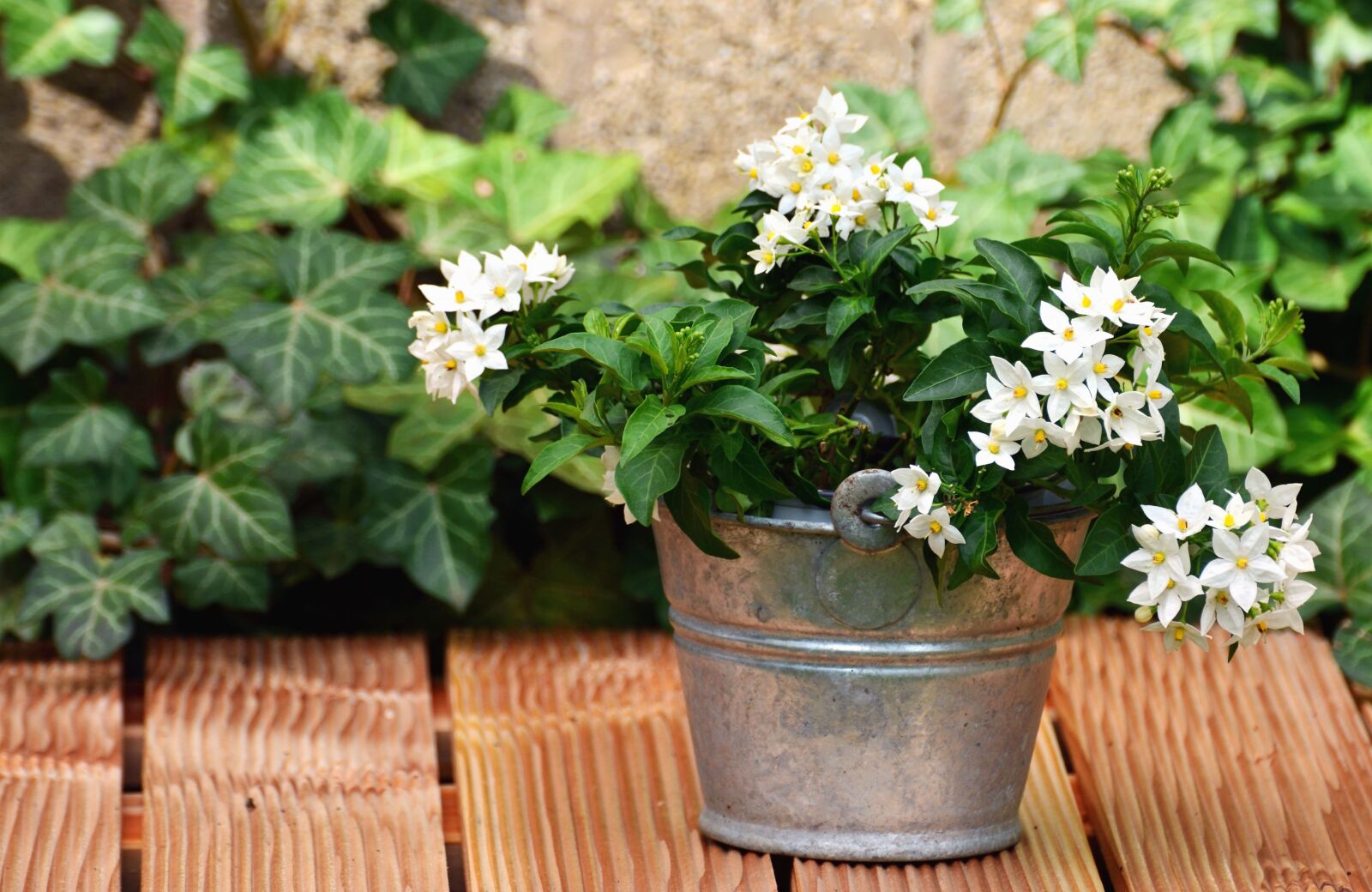 Nikon D5200 sample photo. Bucket, flower, wood, table photography