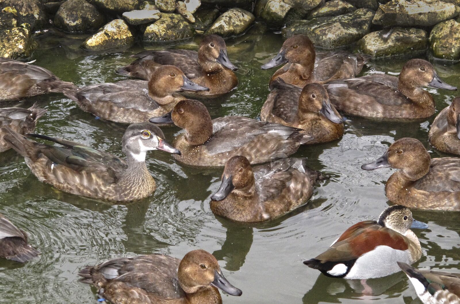 Canon PowerShot G12 sample photo. Ducks, duck pond, thread photography