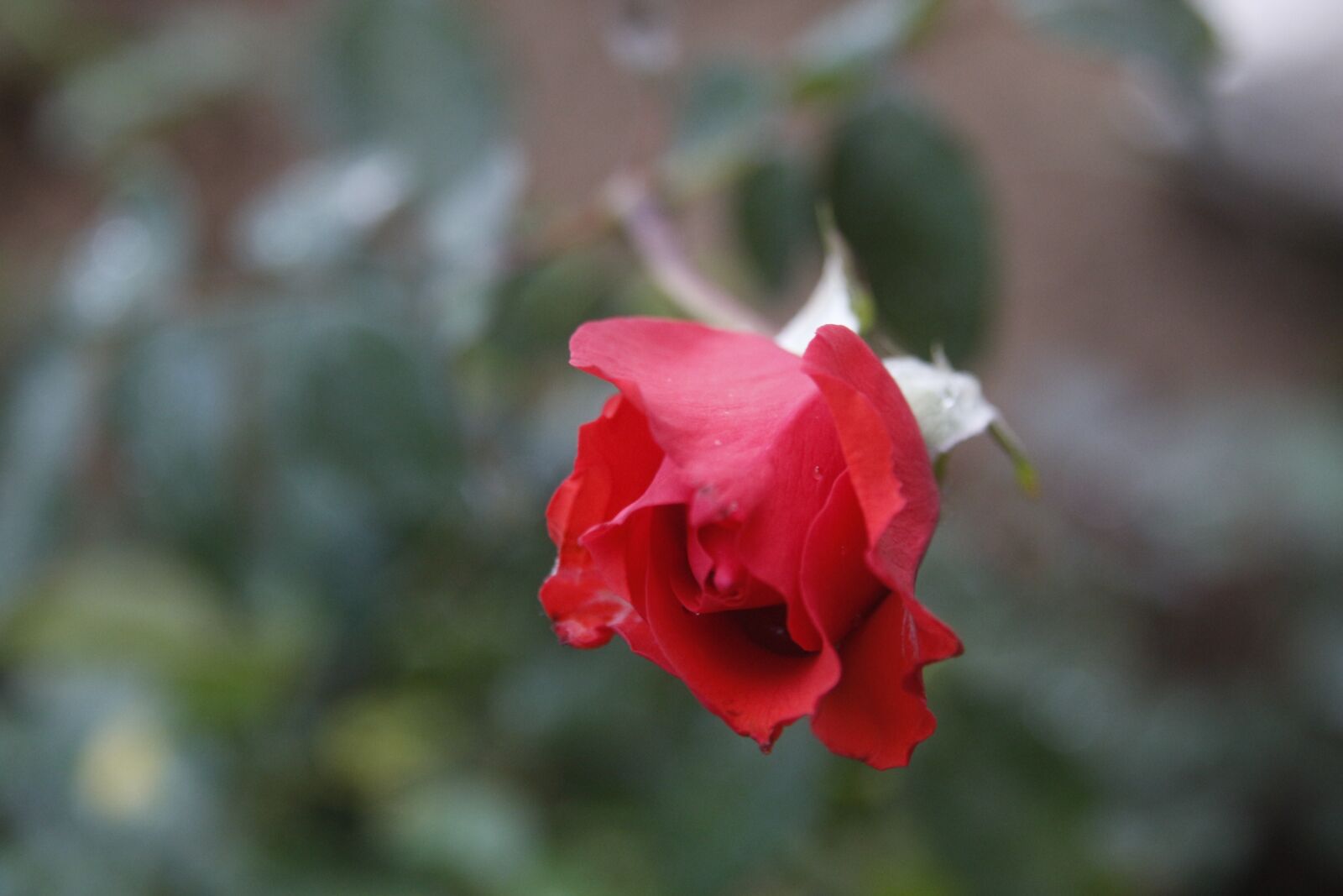 Canon EOS 700D (EOS Rebel T5i / EOS Kiss X7i) sample photo. Rosa, nature photography