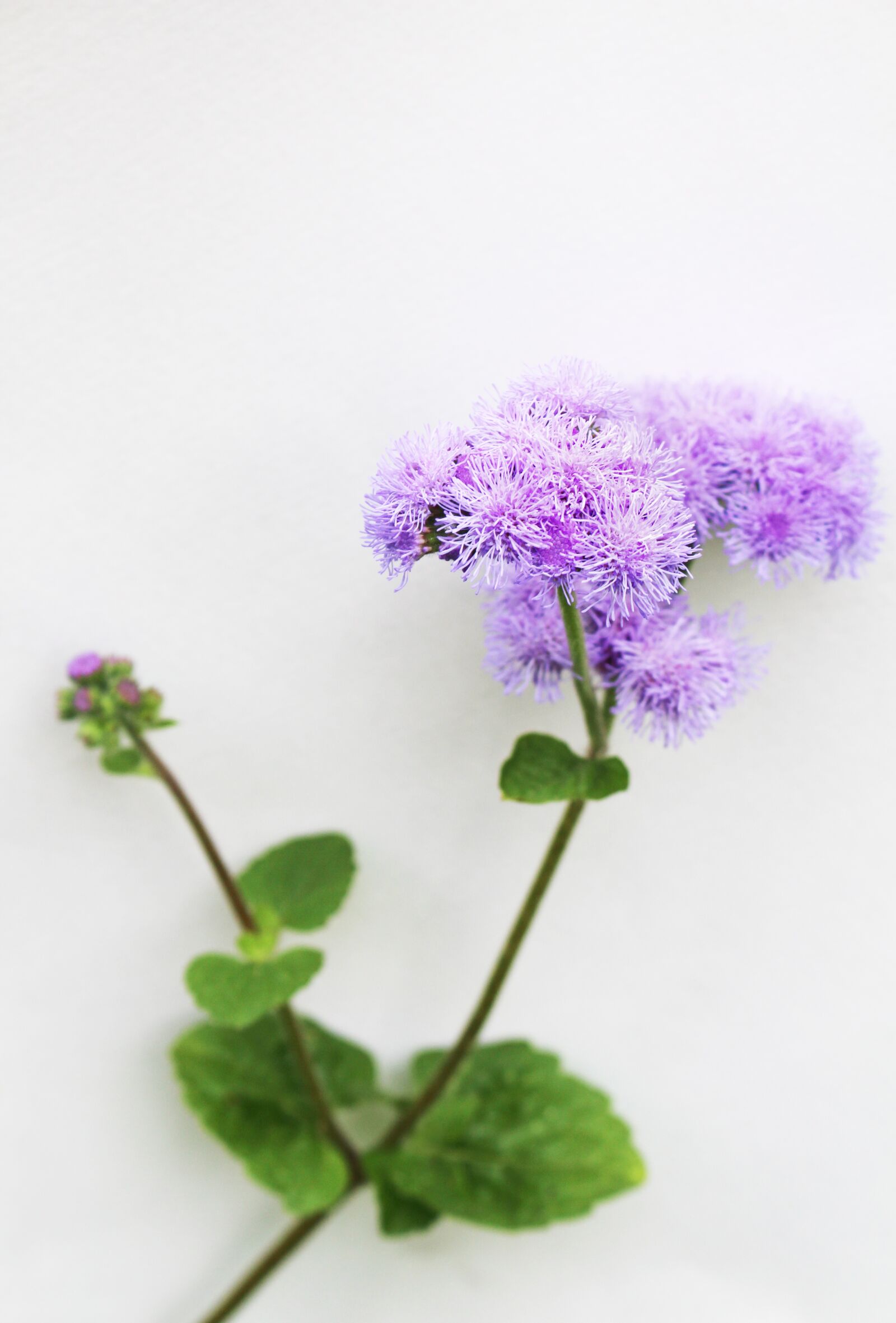 Canon EOS 700D (EOS Rebel T5i / EOS Kiss X7i) sample photo. Violet, flower, purple photography