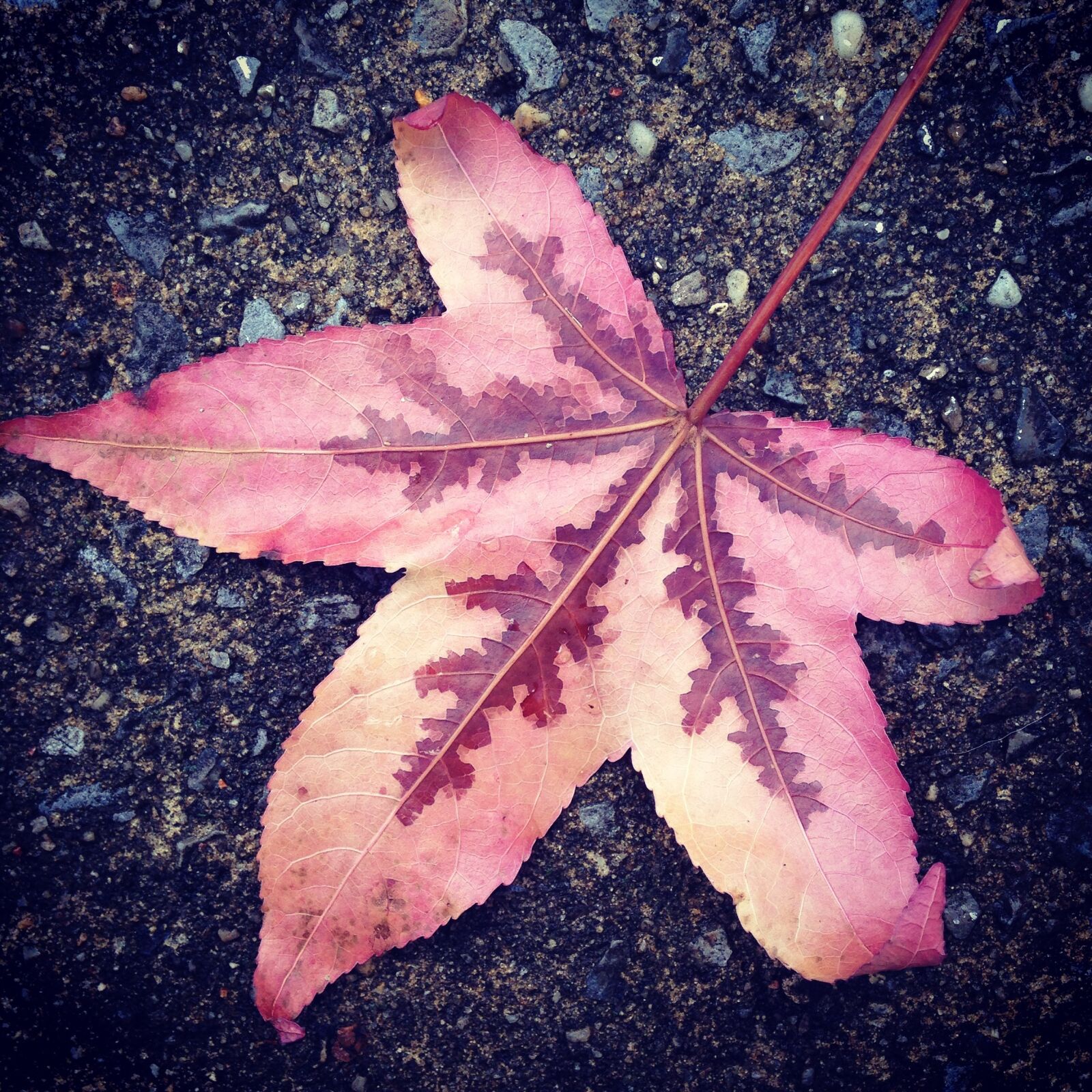 iPhone 5 back camera 4.12mm f/2.4 sample photo. Leaf, oak, fallen photography
