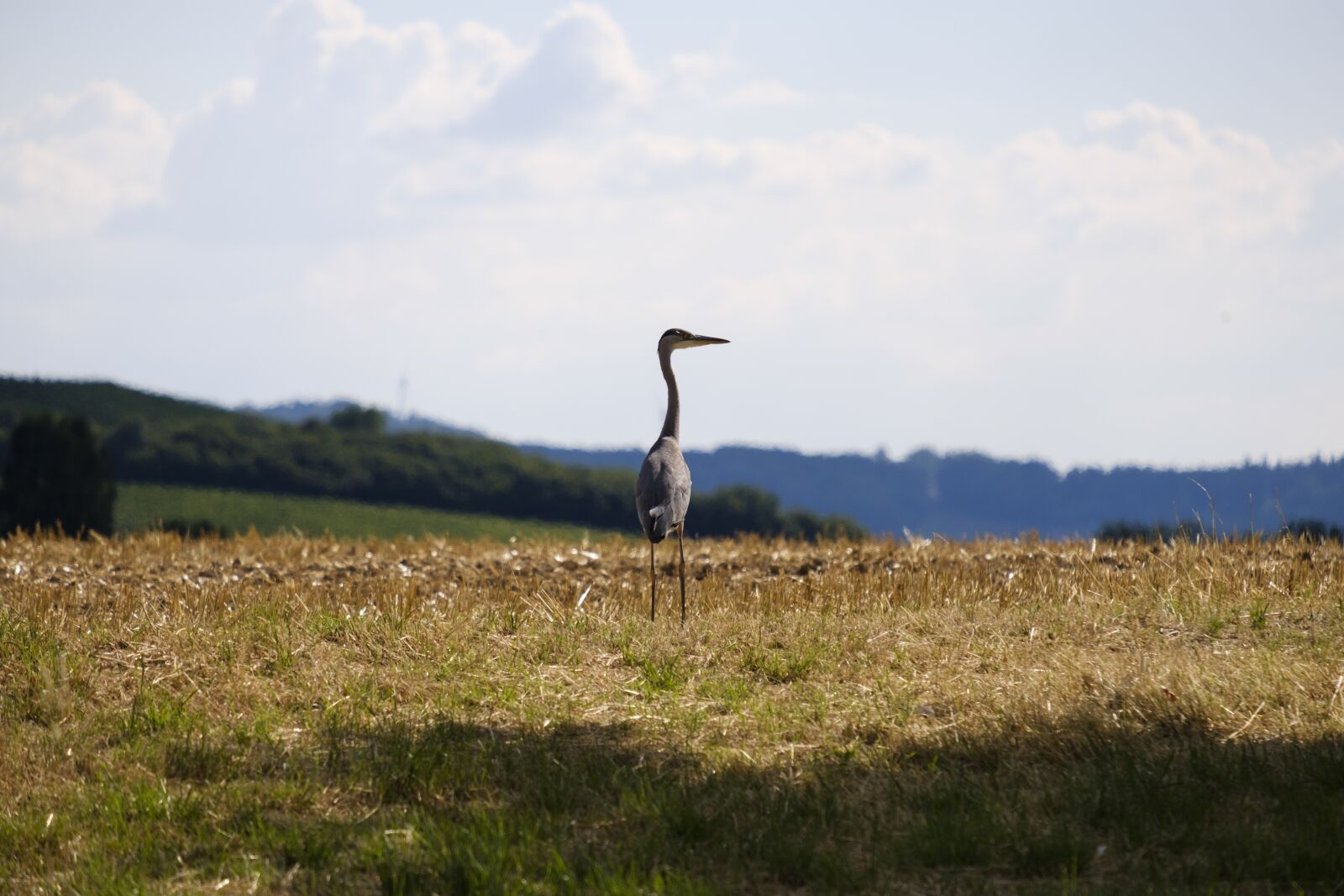 Fujifilm X-T2 + Fujifilm XF 55-200mm F3.5-4.8 R LM OIS sample photo. Heron, grey heron, bird photography
