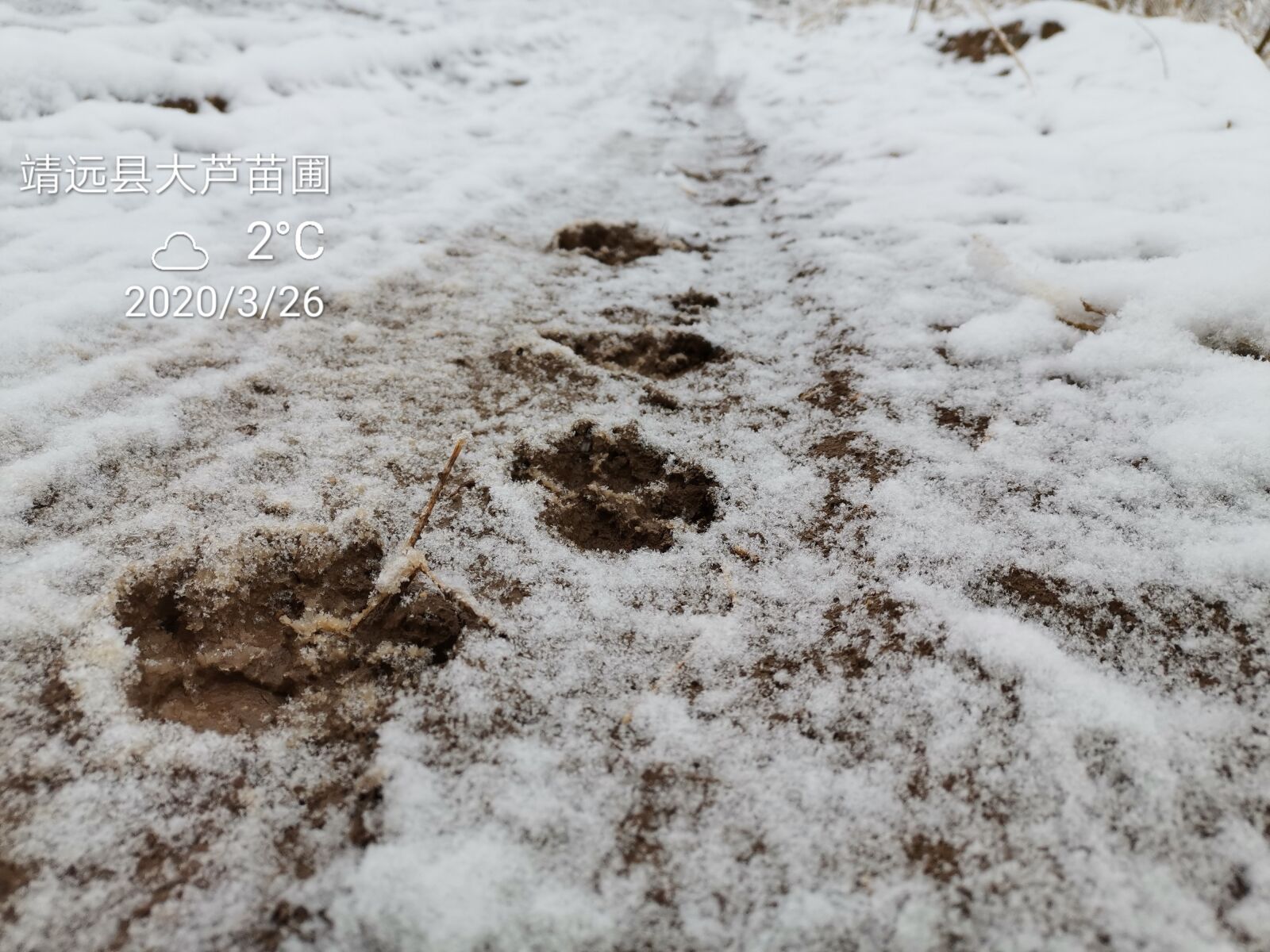 HUAWEI HLK-AL00 sample photo. Dog footprints, snow, rural photography