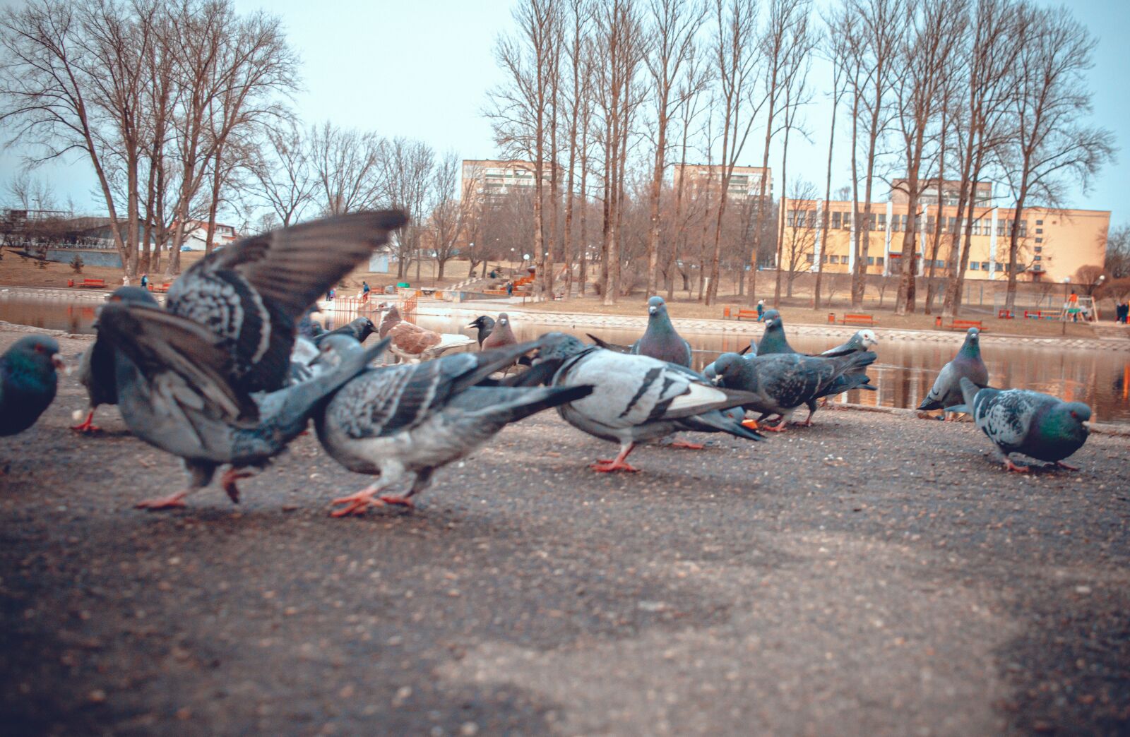 Nikon D3200 sample photo. Dove, pigeons, bird photography