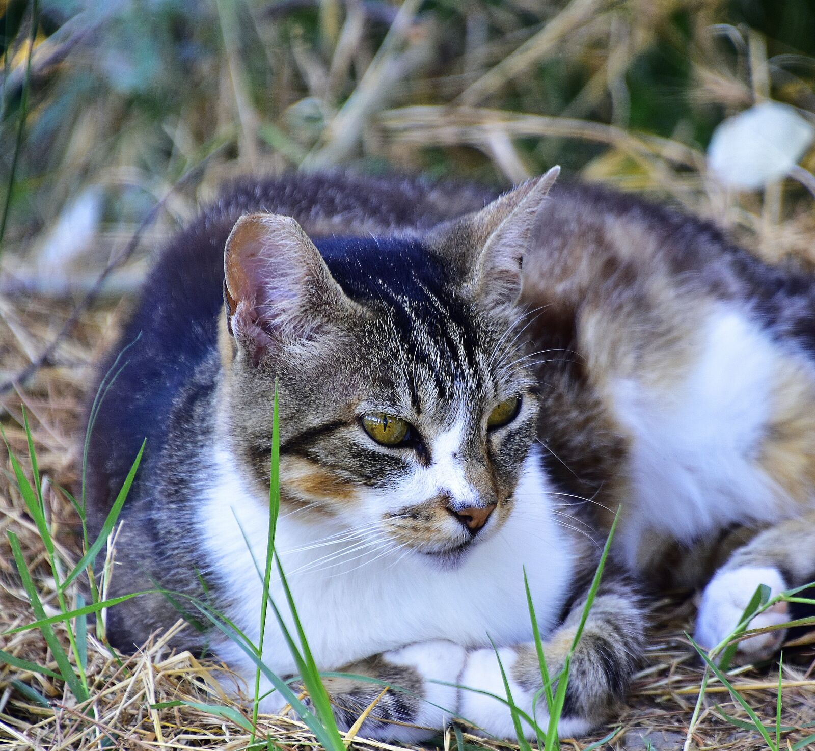 Nikon D7200 sample photo. Cat, cats, pet photography