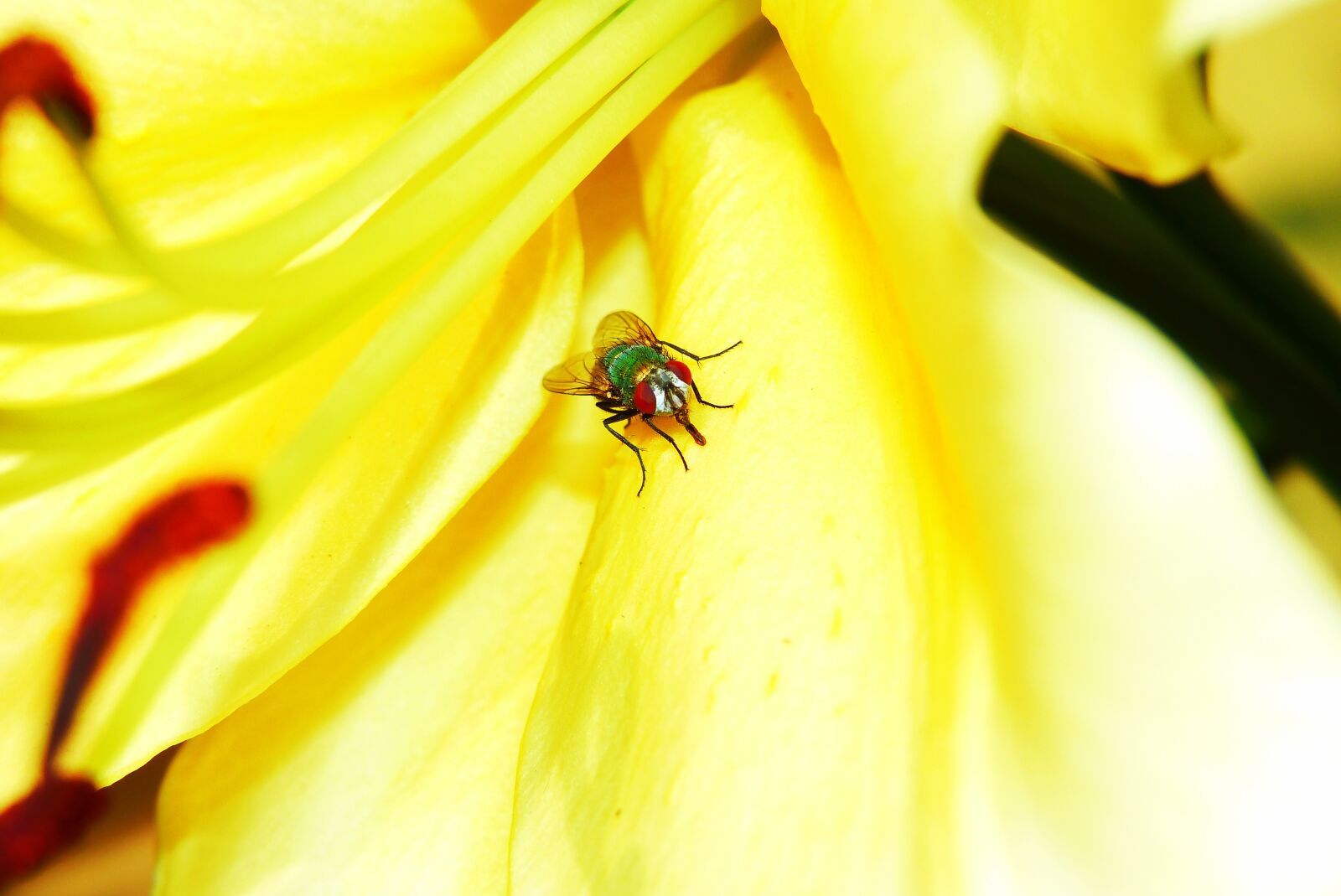 Panasonic Lumix DMC-FZ200 sample photo. Padlin wka imperial, much photography