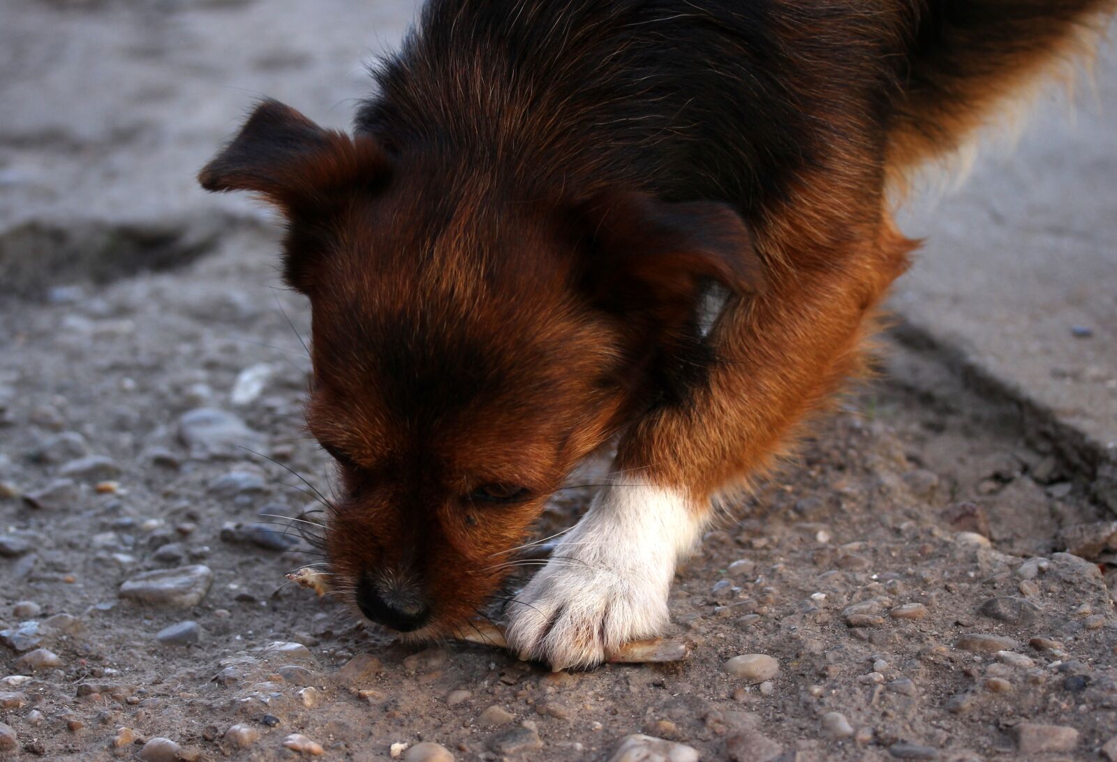 Canon EF-S 60mm F2.8 Macro USM sample photo. Dog, os, food photography