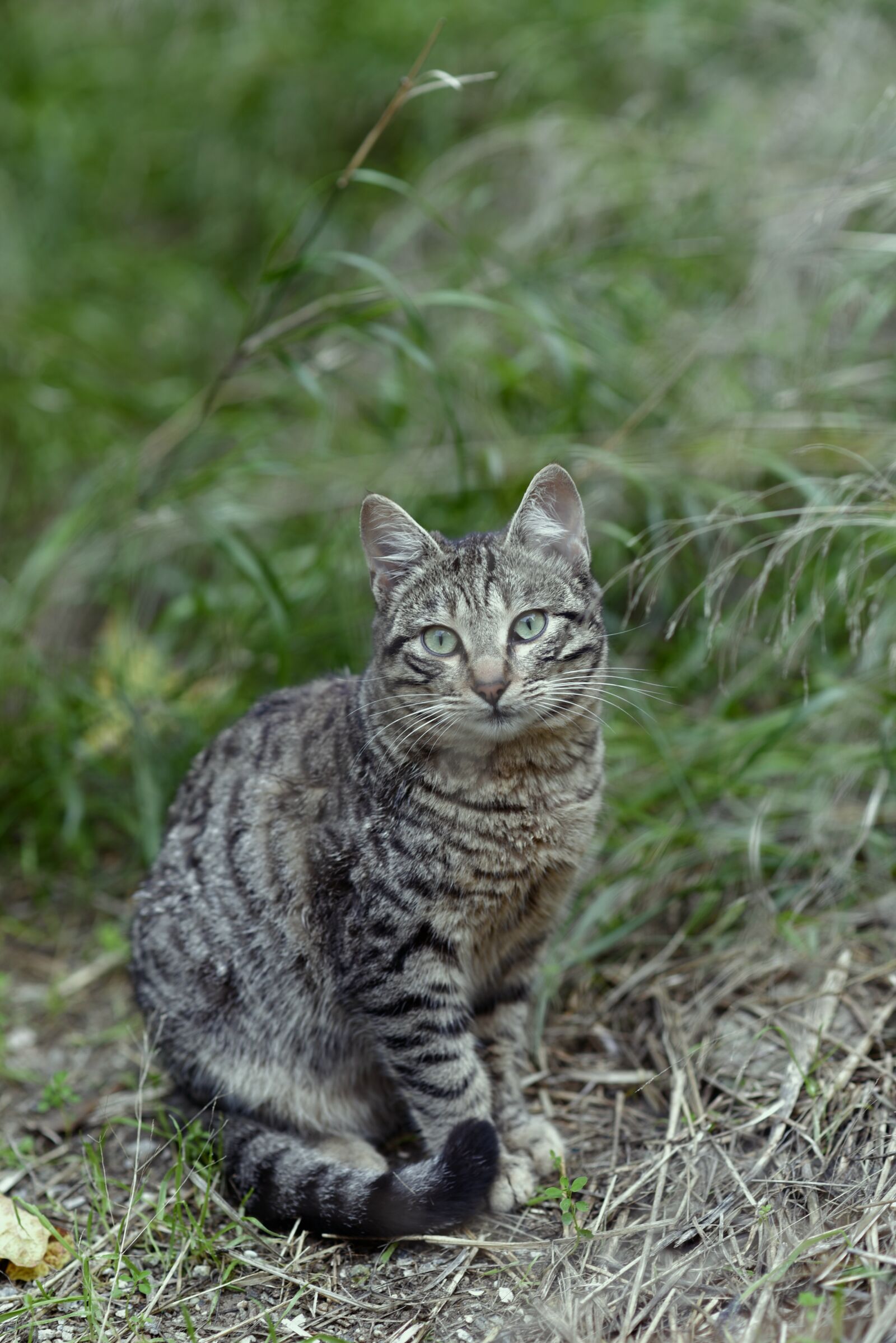Nikon D750 sample photo