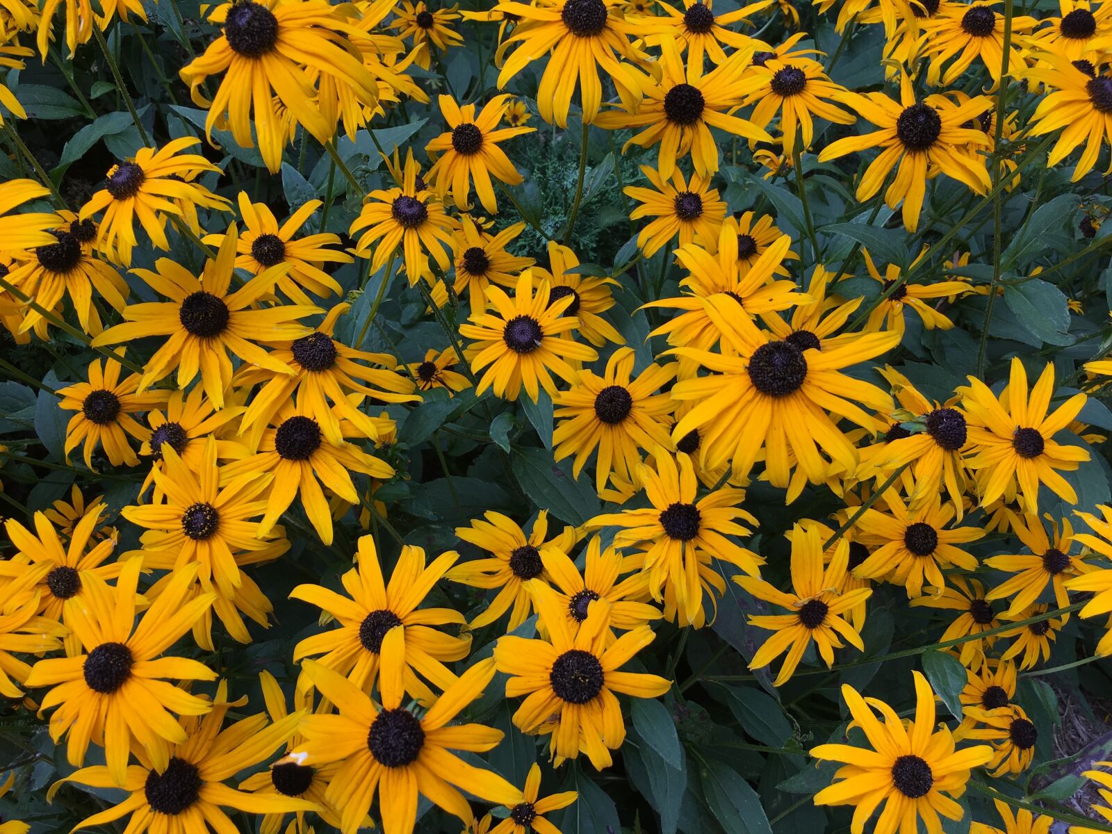 Apple iPhone 6s sample photo. Daisies, flowers, daisy photography