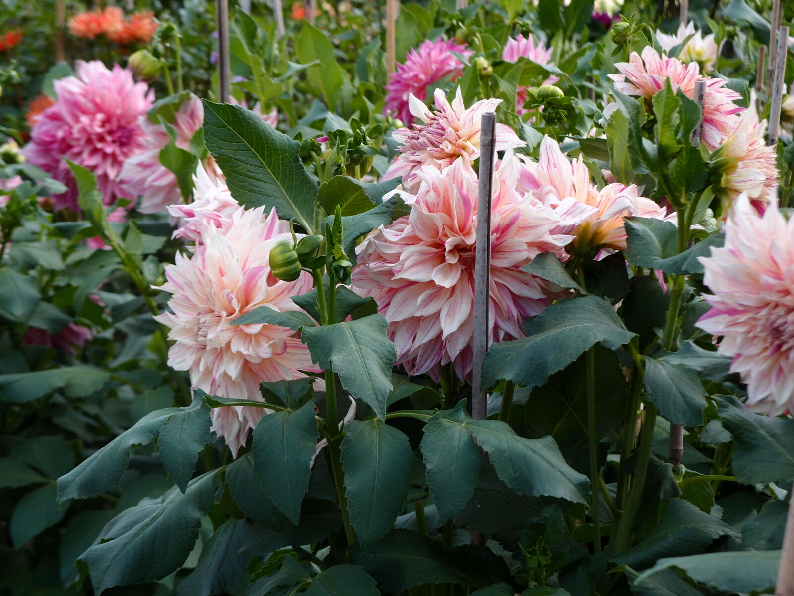 Olympus XZ-1 sample photo