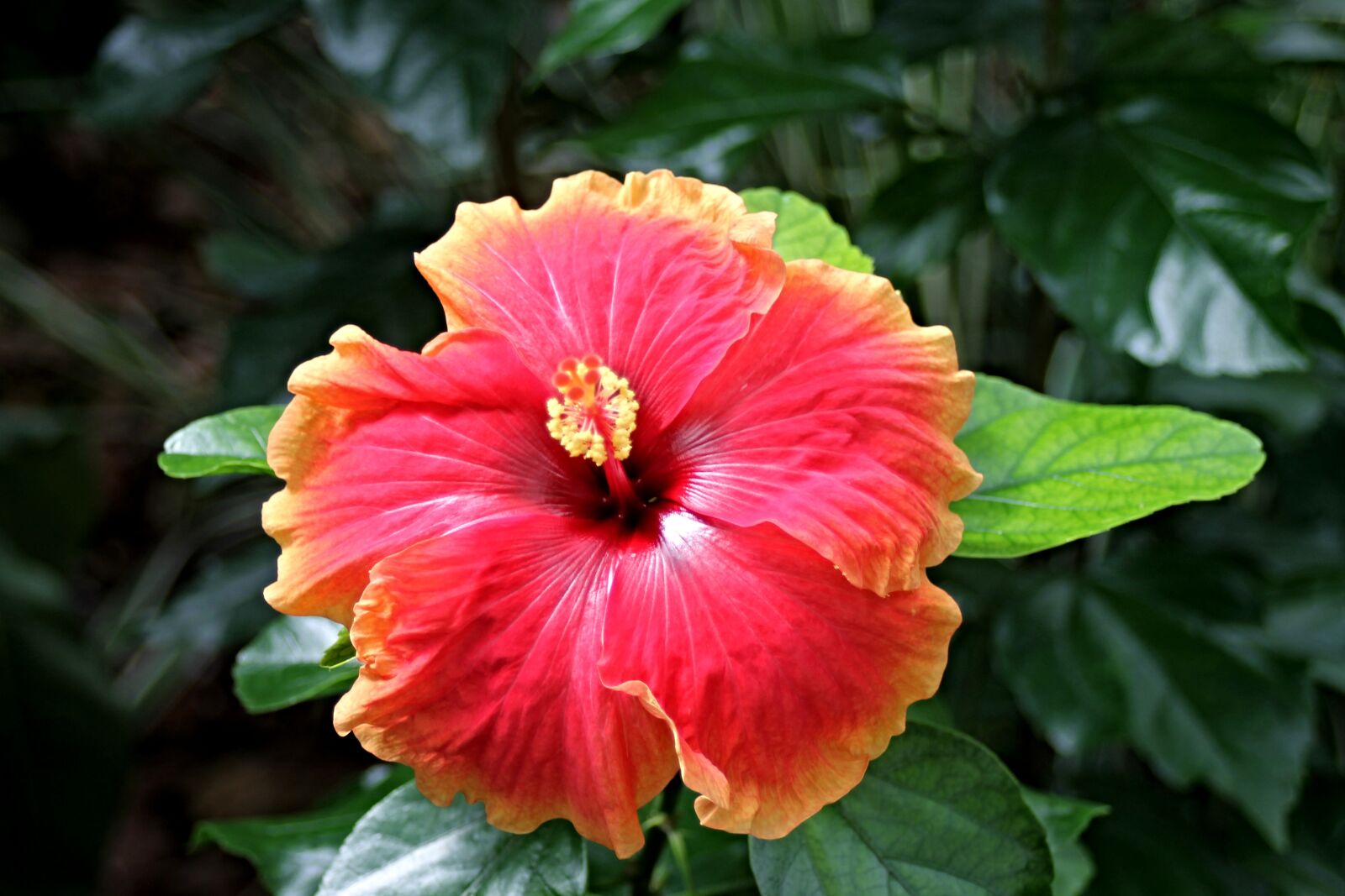 Canon EOS 1100D (EOS Rebel T3 / EOS Kiss X50) + Canon EF 28-80mm f/3.5-5.6 sample photo. Hibiscus, marshmallow, blossom photography