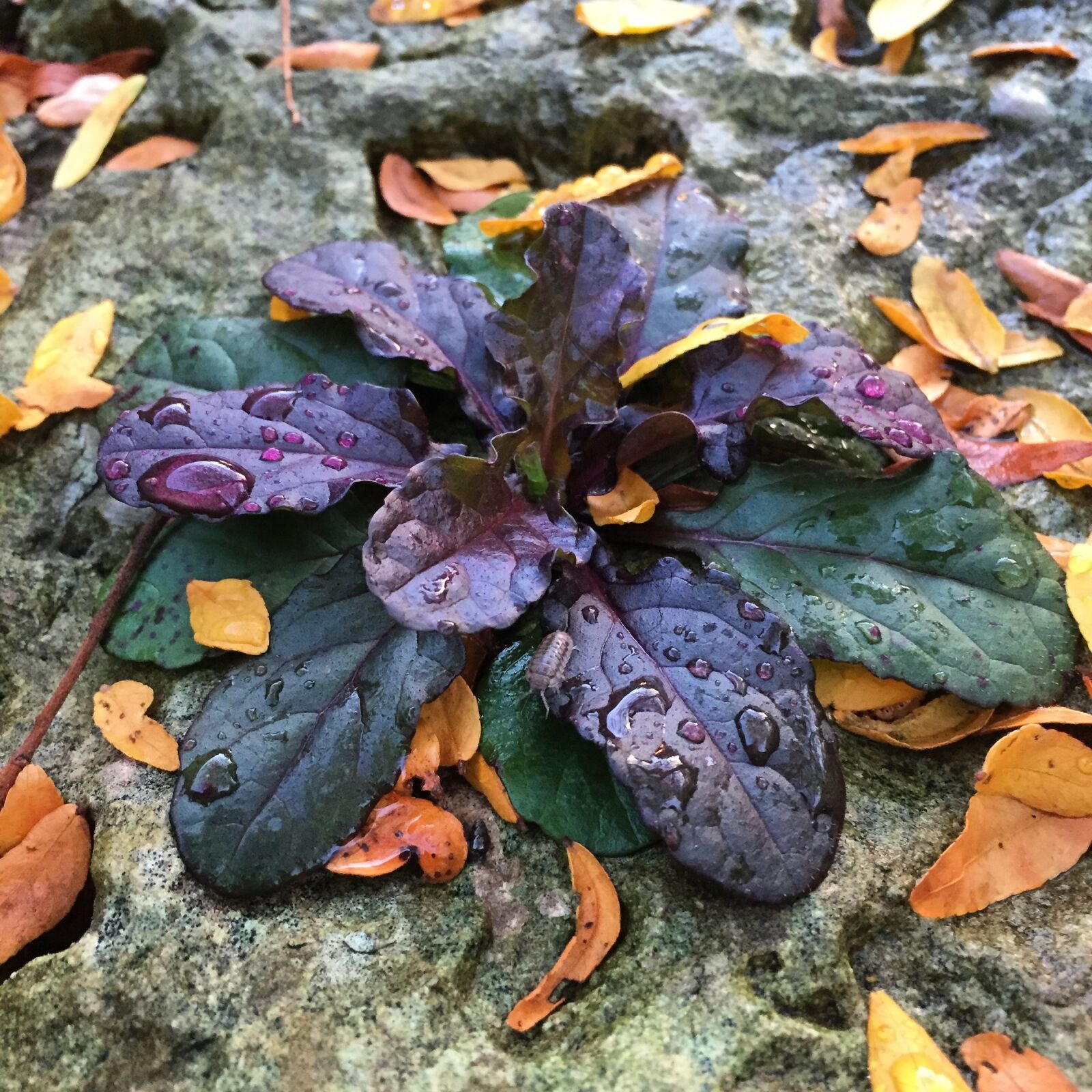 Apple iPhone 6 sample photo. Nature, water, droplets photography