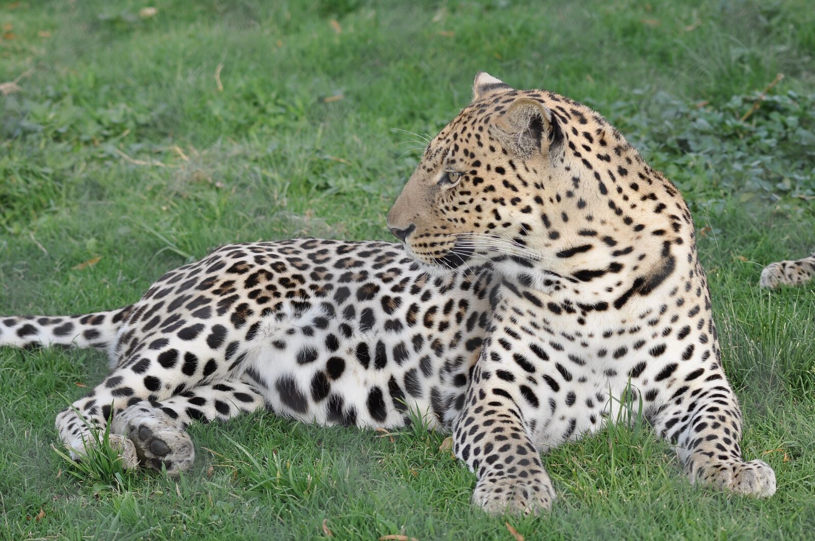 Nikon D90 sample photo. Wildlife, cat, mammal photography