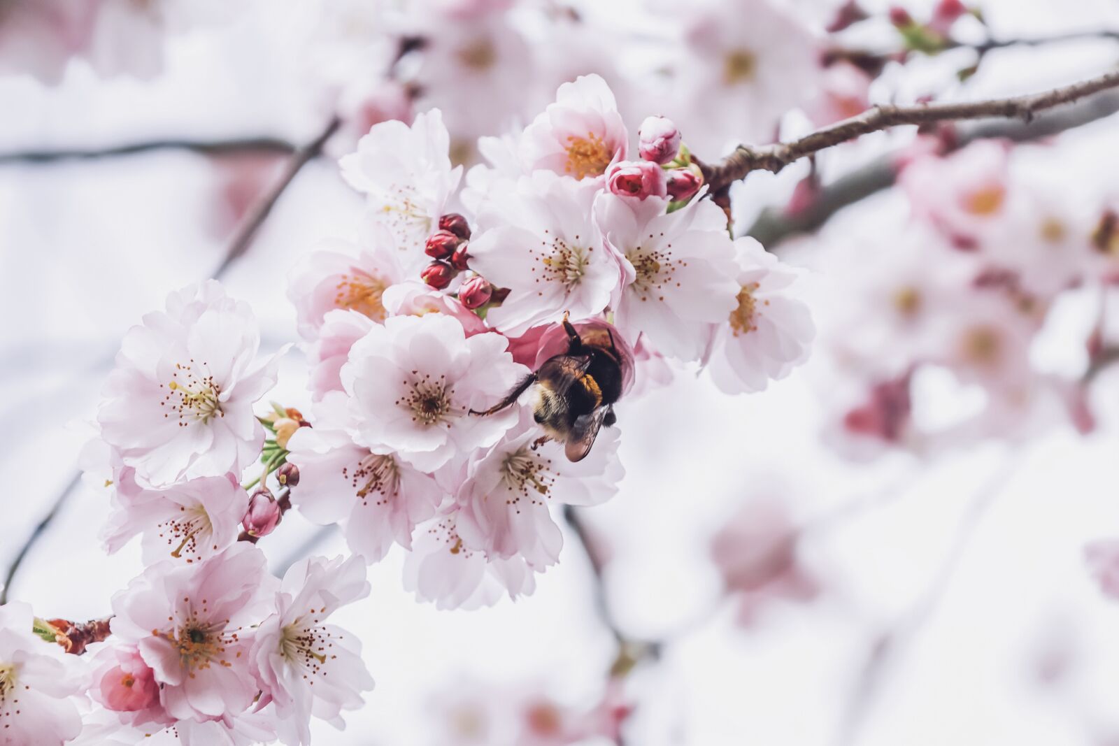 Sony ILCA-77M2 + Sony DT 18-135mm F3.5-5.6 SAM sample photo. Cherry blossoms, petals, hummel photography