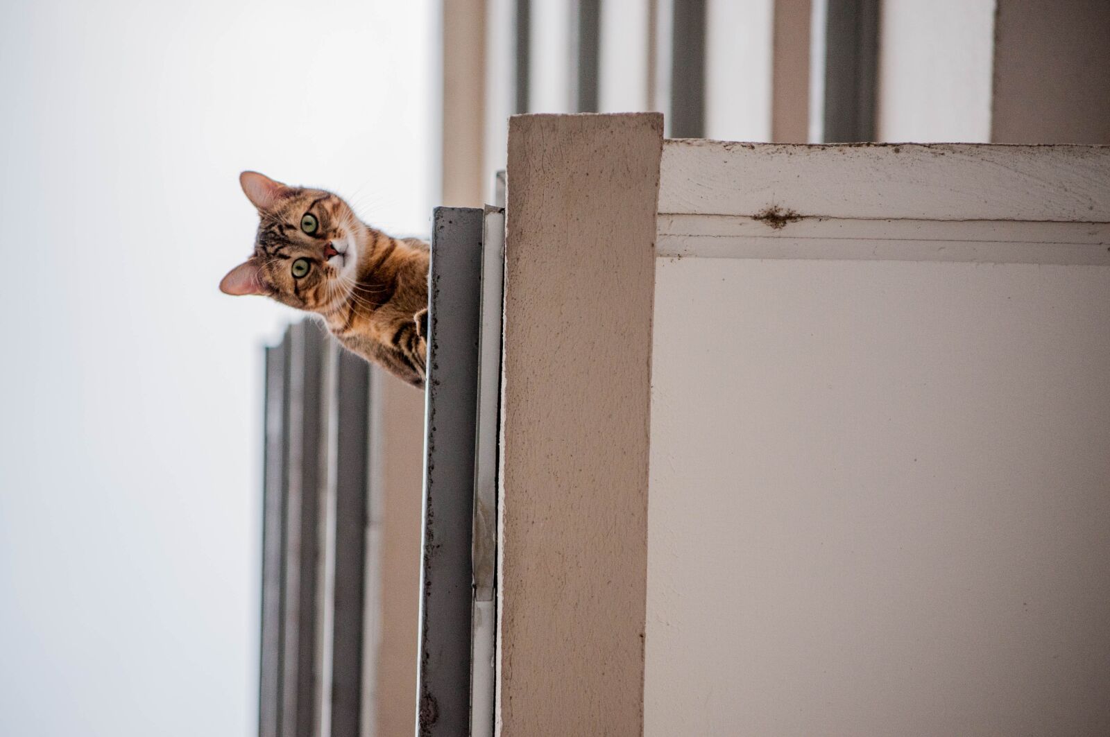 Nikon D300 sample photo. Cat, architecture, balcony photography