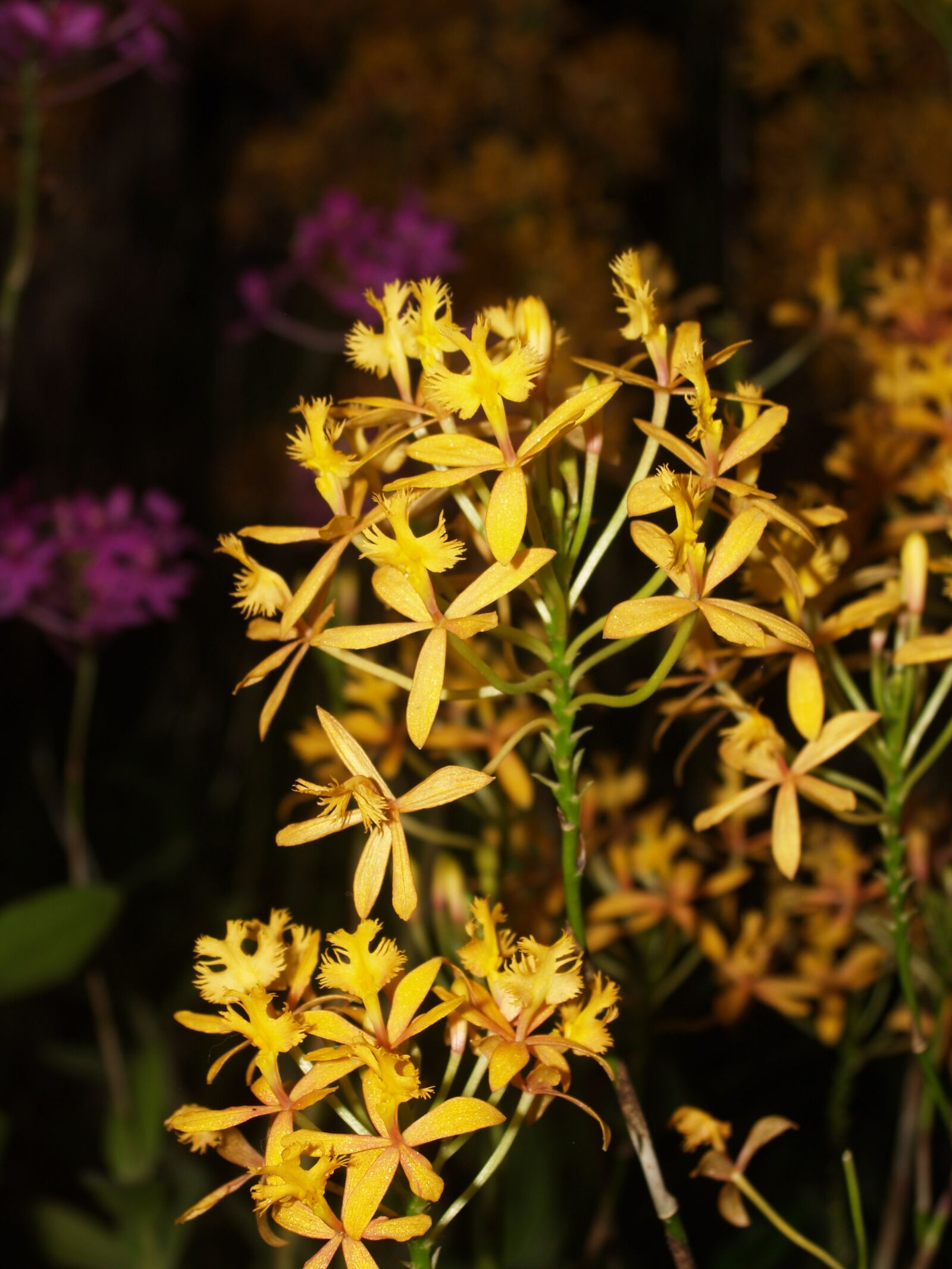 Olympus E-300 (EVOLT E-300) sample photo. Orchid, flower, bright photography