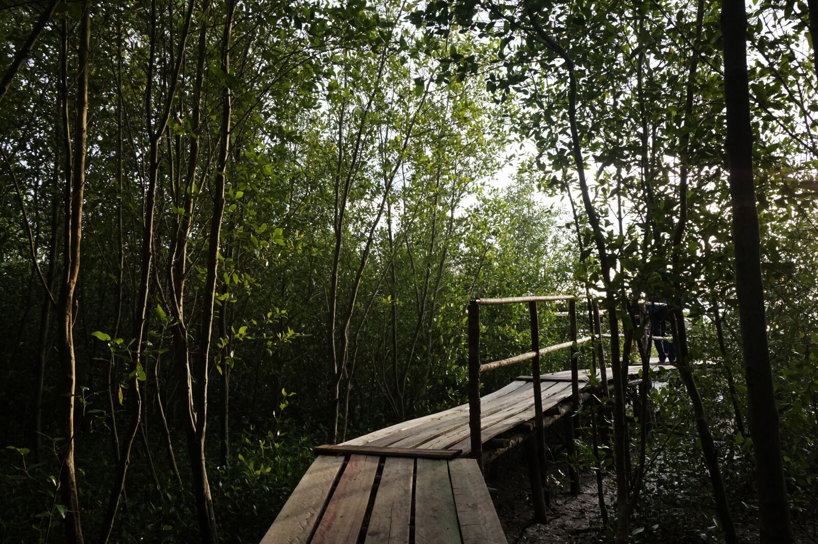 Sony Alpha a5000 (ILCE 5000) sample photo. Sunset, forest, bridge photography