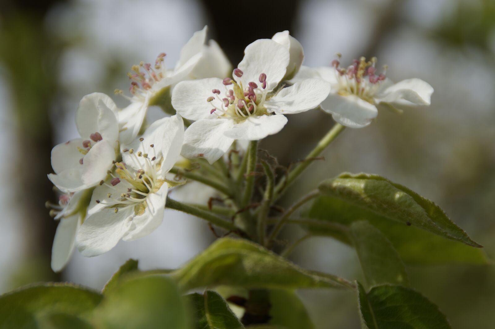 Sony SLT-A58 sample photo. Apple blossom, blossom, bloom photography