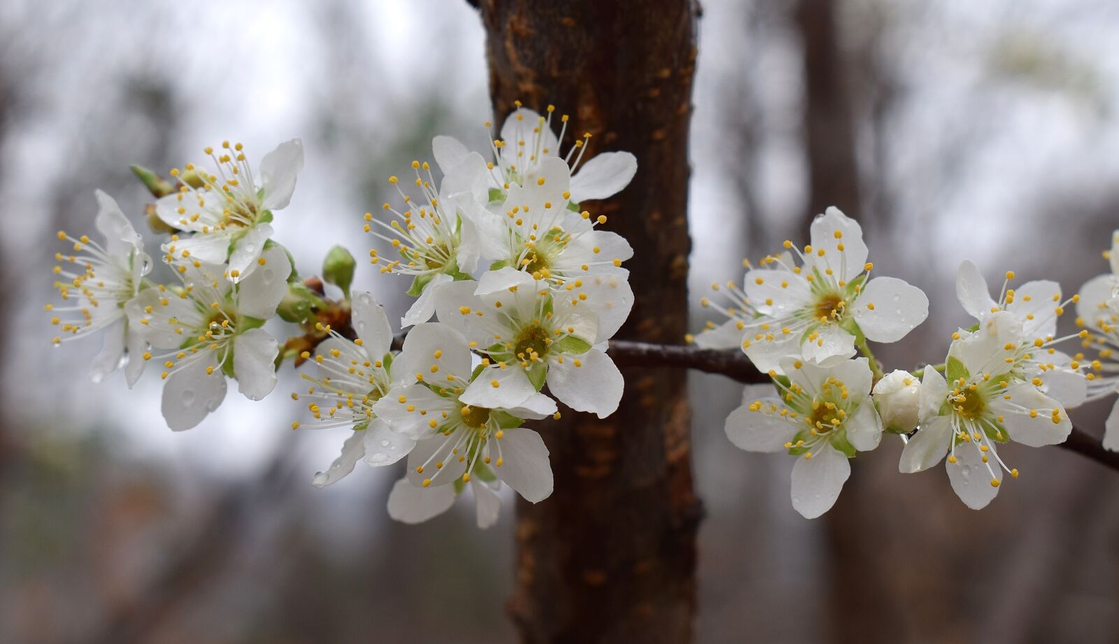 Nikon D3300 sample photo. Cherry blossoms in the photography
