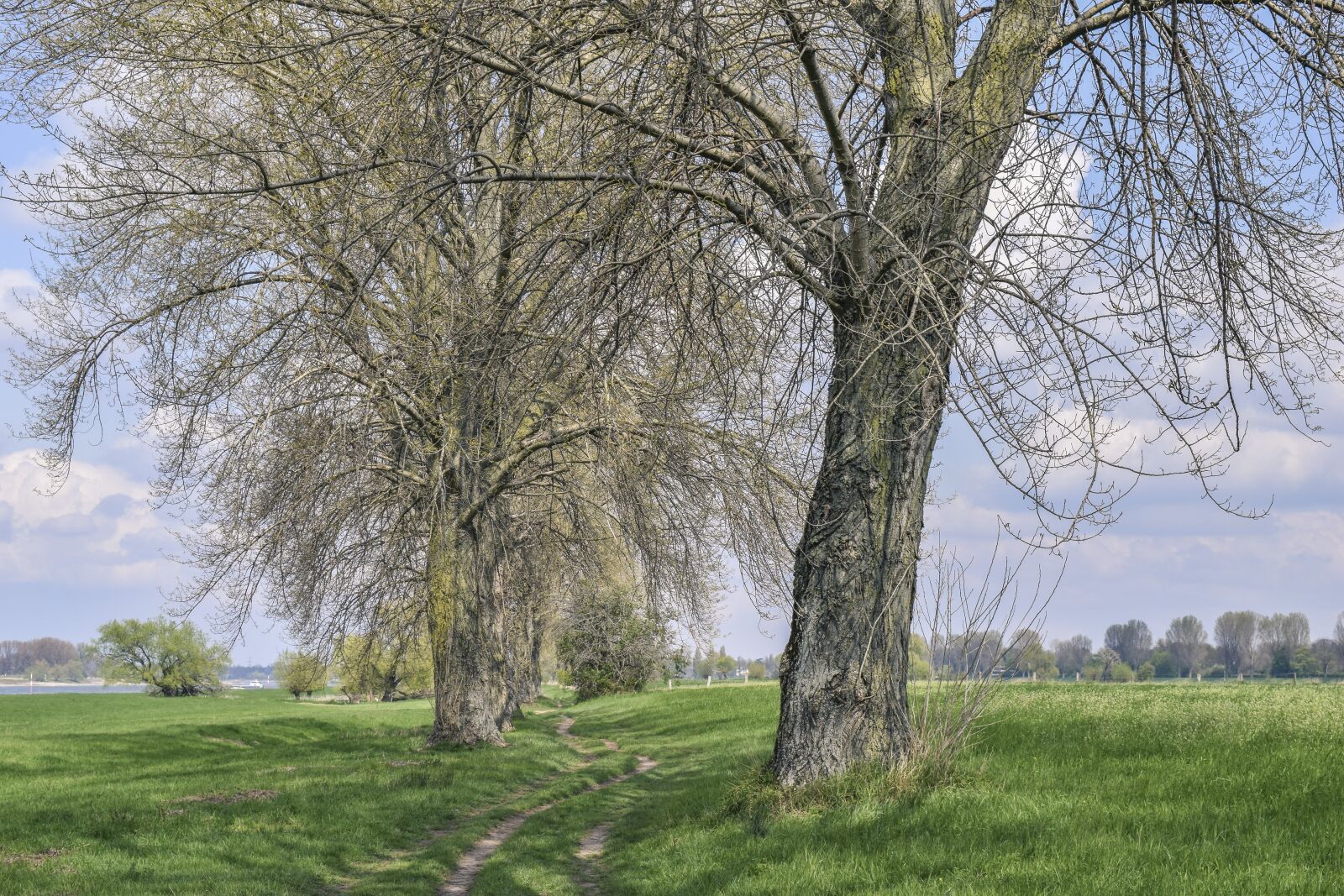 Nikon D3300 sample photo. Trees, landscape, nature photography