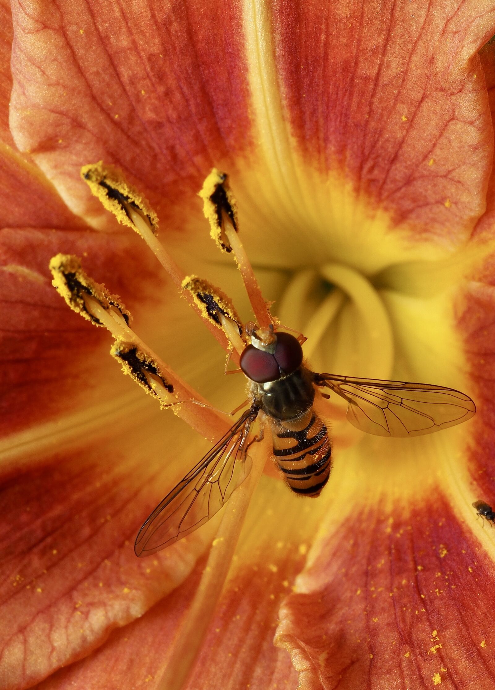 Olympus M.Zuiko Digital ED 30mm F3.5 Macro sample photo. Insect, flower, fly photography