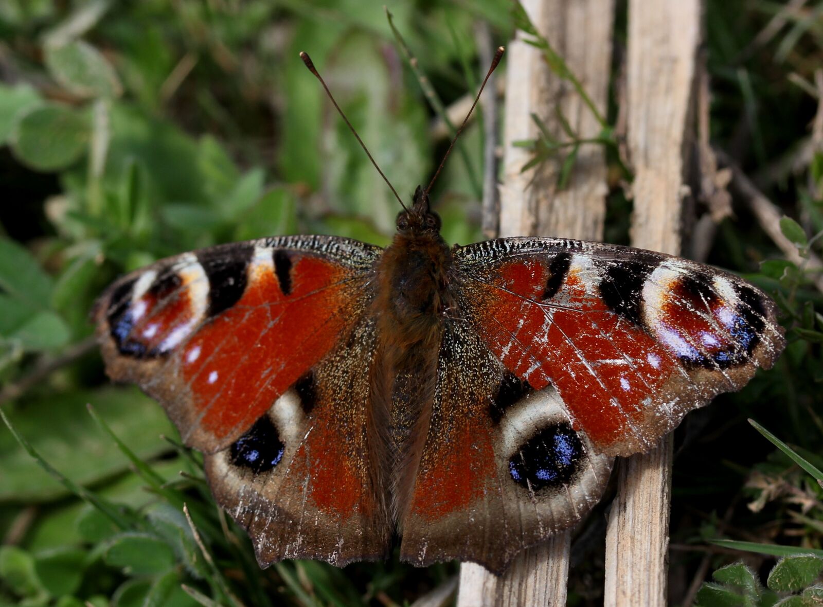 Canon EF-S 60mm F2.8 Macro USM sample photo. Butterfly, the eye of photography