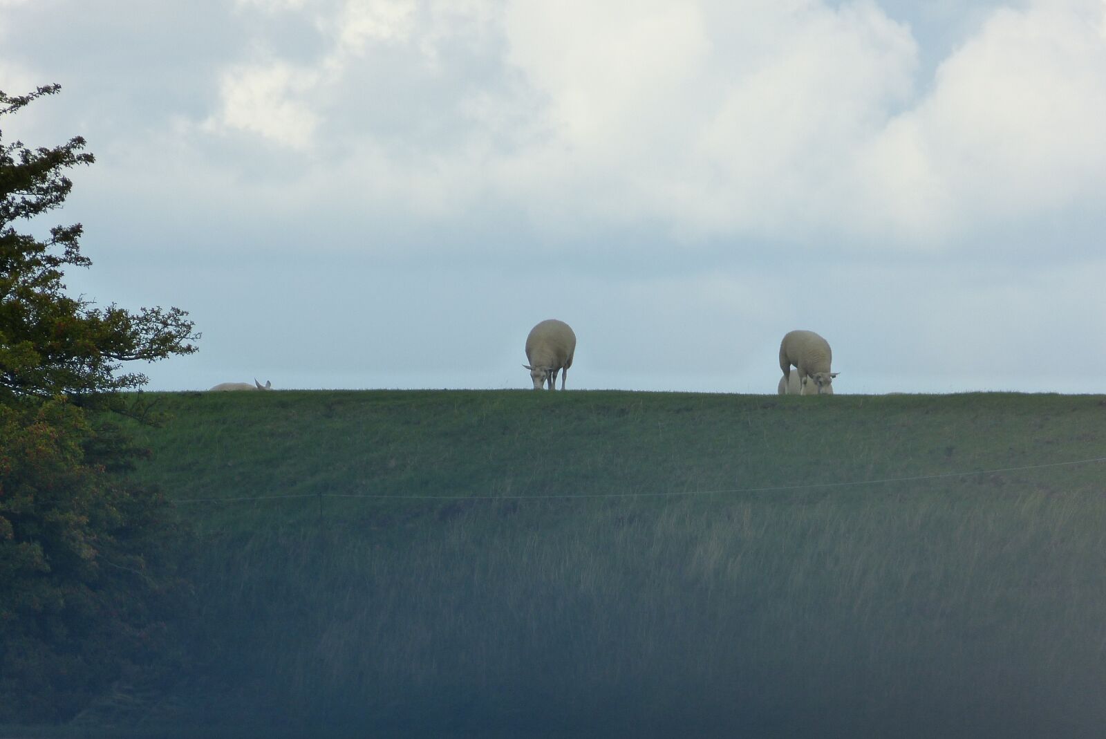 Panasonic Lumix DMC-FZ150 sample photo. Fog, sheep, landscape photography