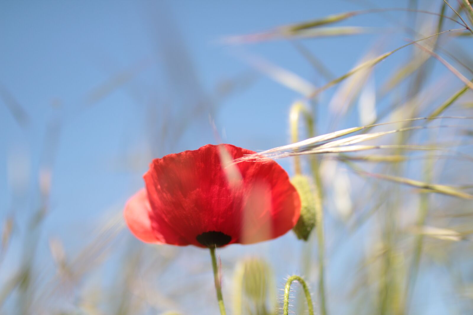 Sigma 35mm F1.4 DG HSM Art sample photo. Poppy, flower, sky photography