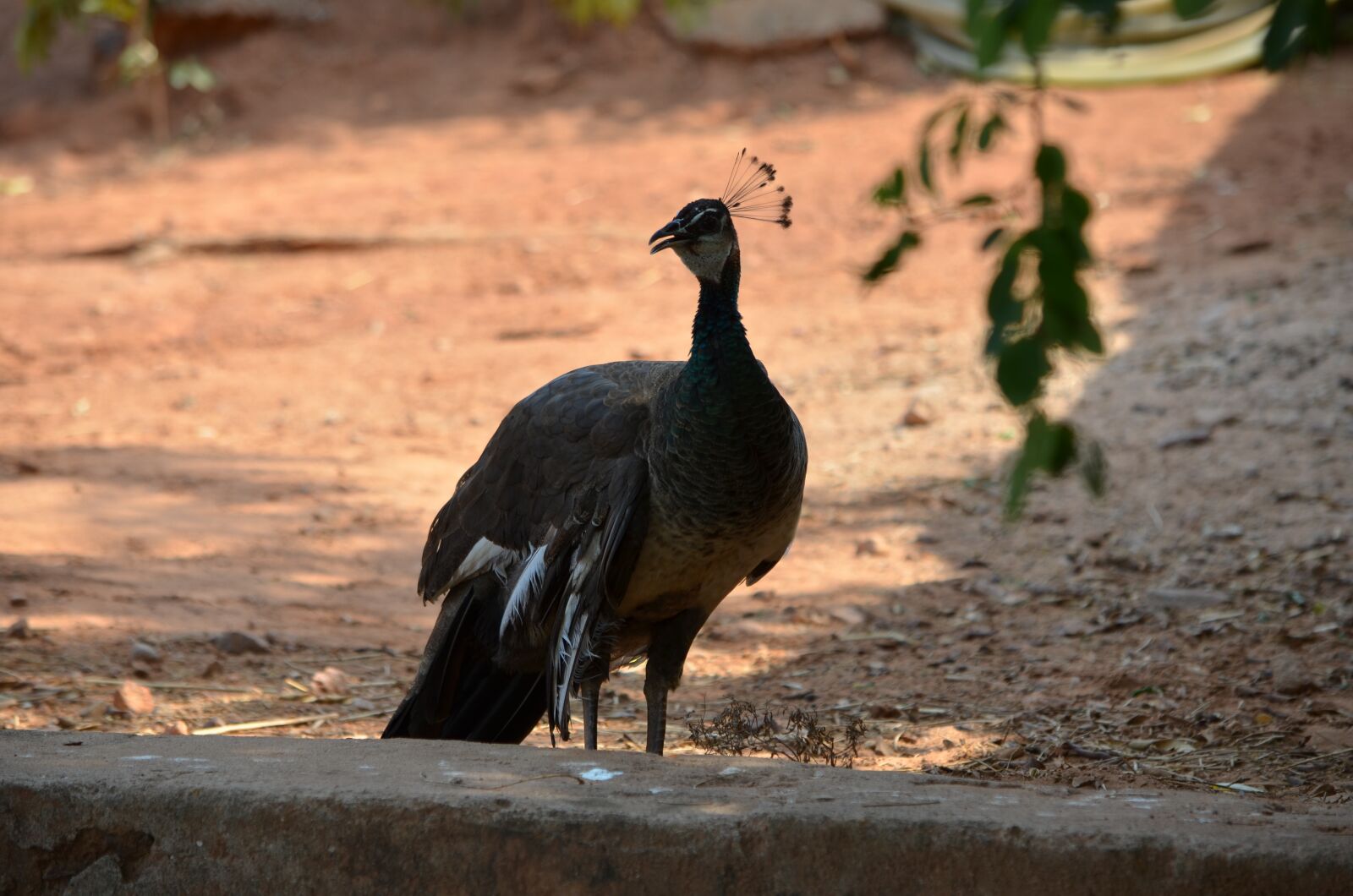 Nikon D5100 sample photo. Bird, peacock, nature photography