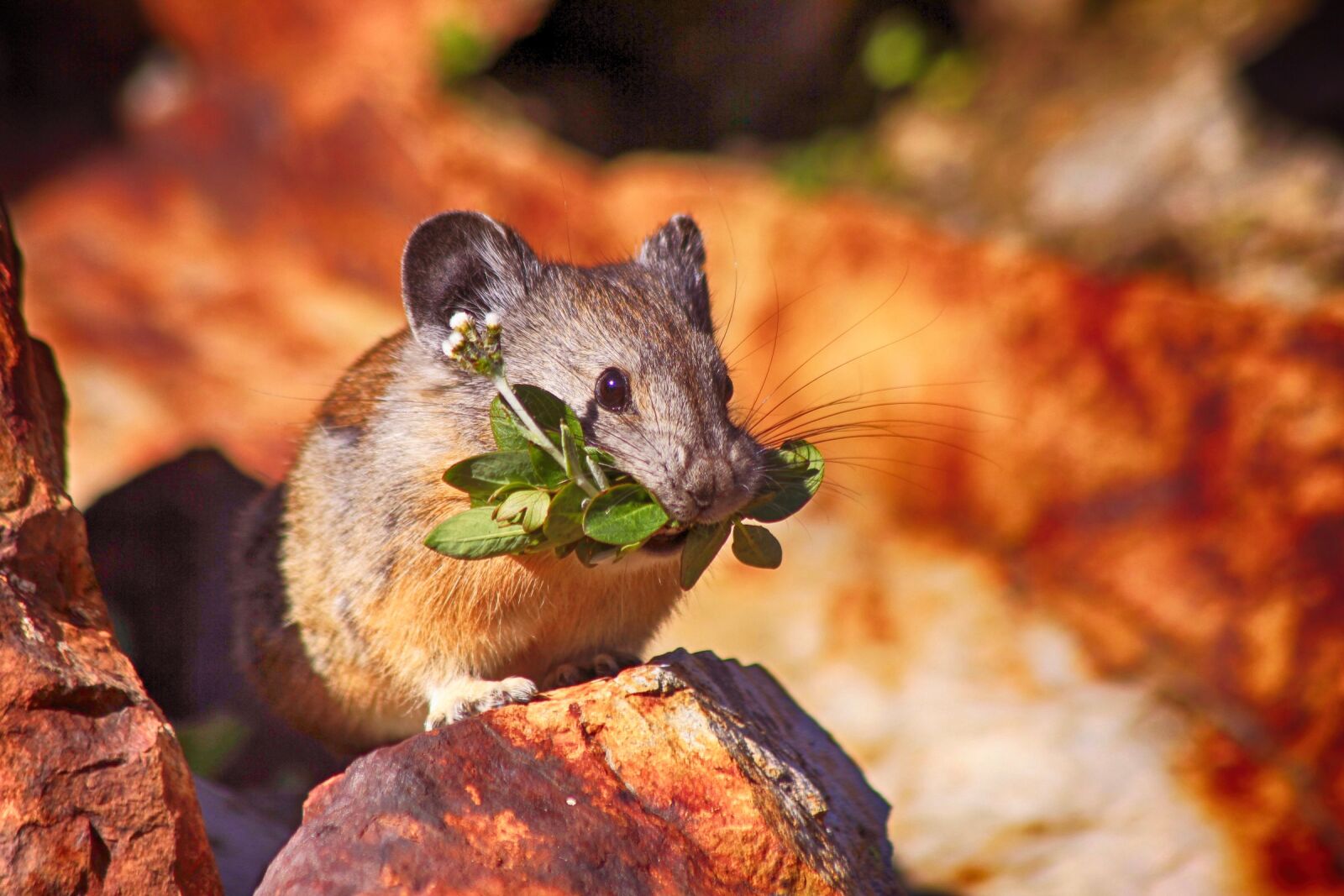 Canon EOS 550D (EOS Rebel T2i / EOS Kiss X4) sample photo. Mouse, mammal, rodent photography