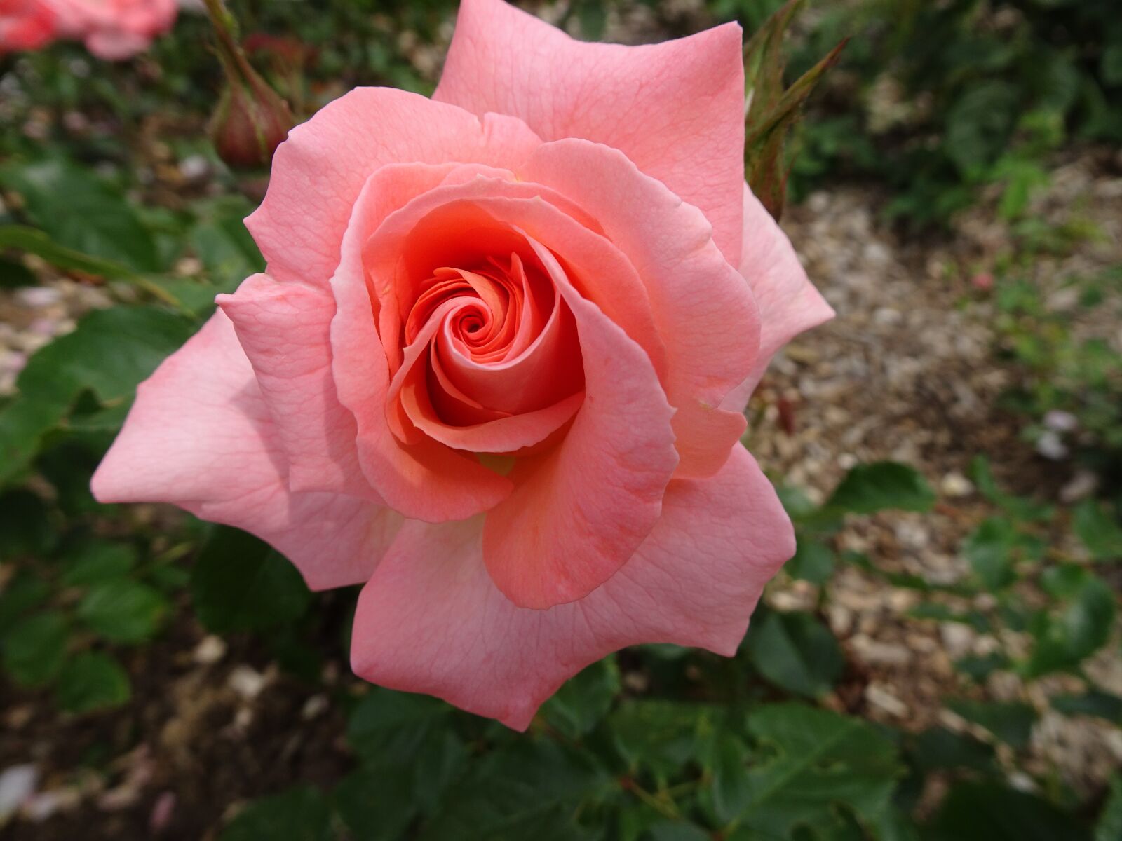 Sony Cyber-shot DSC-HX90V sample photo. Pink, rosebush, color pink photography