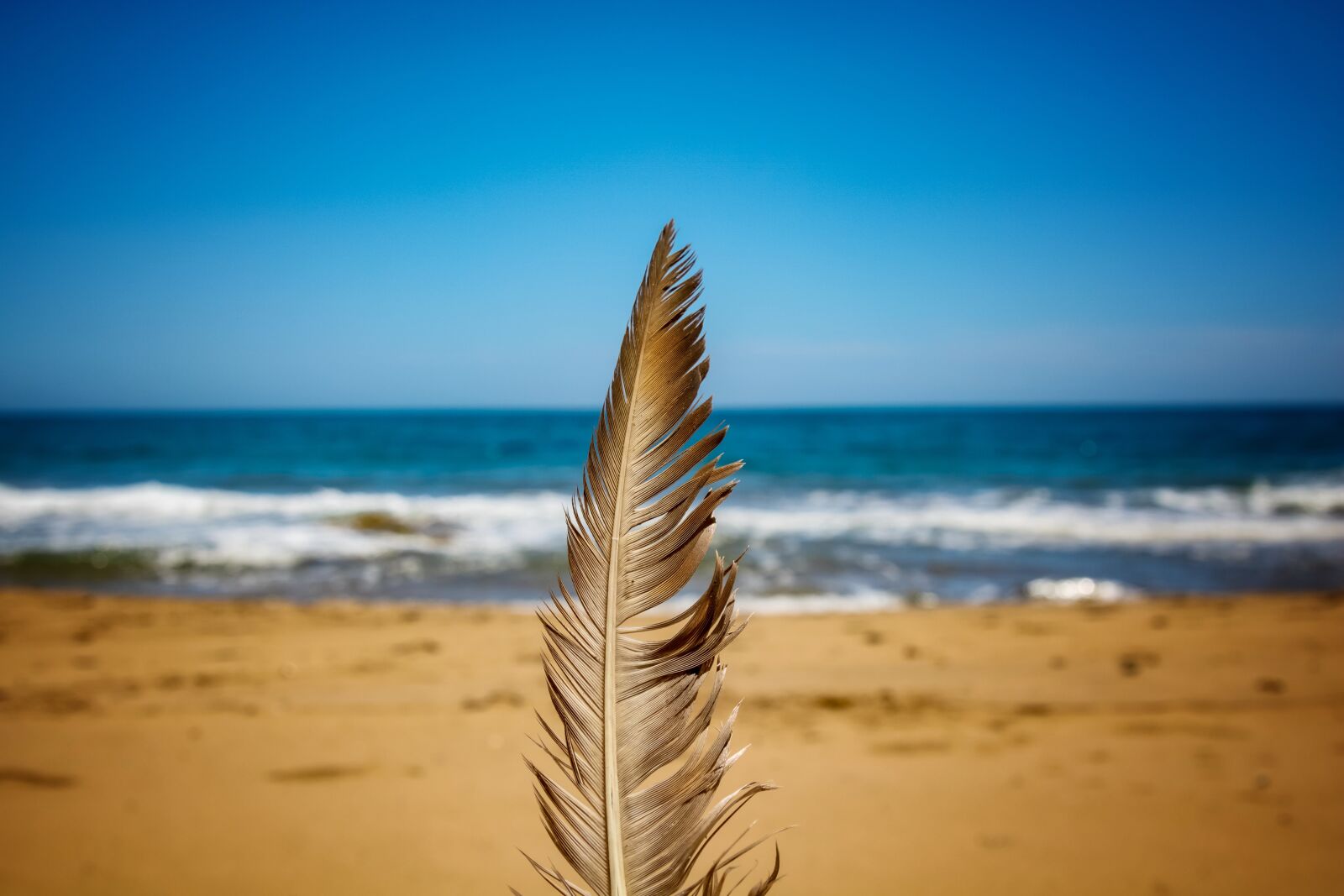 Canon EOS 750D (EOS Rebel T6i / EOS Kiss X8i) sample photo. Feather, nature, beach photography