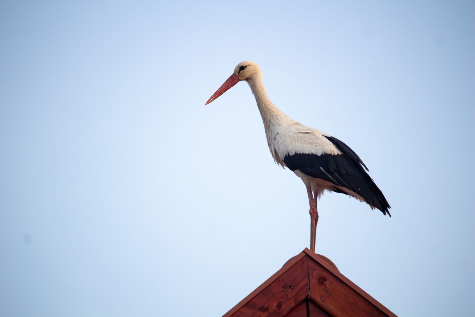 Canon EOS 100D (EOS Rebel SL1 / EOS Kiss X7) sample photo. Stork, bird, migratory bird photography
