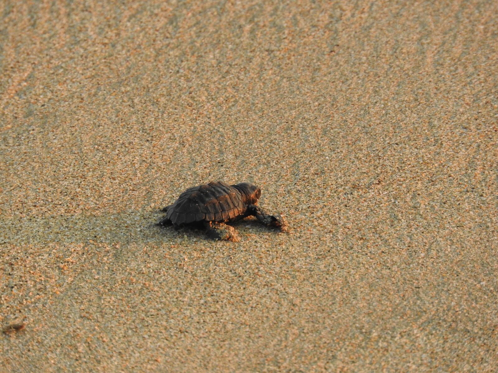 Nikon Coolpix P610 sample photo. Turtle, sand, sea photography