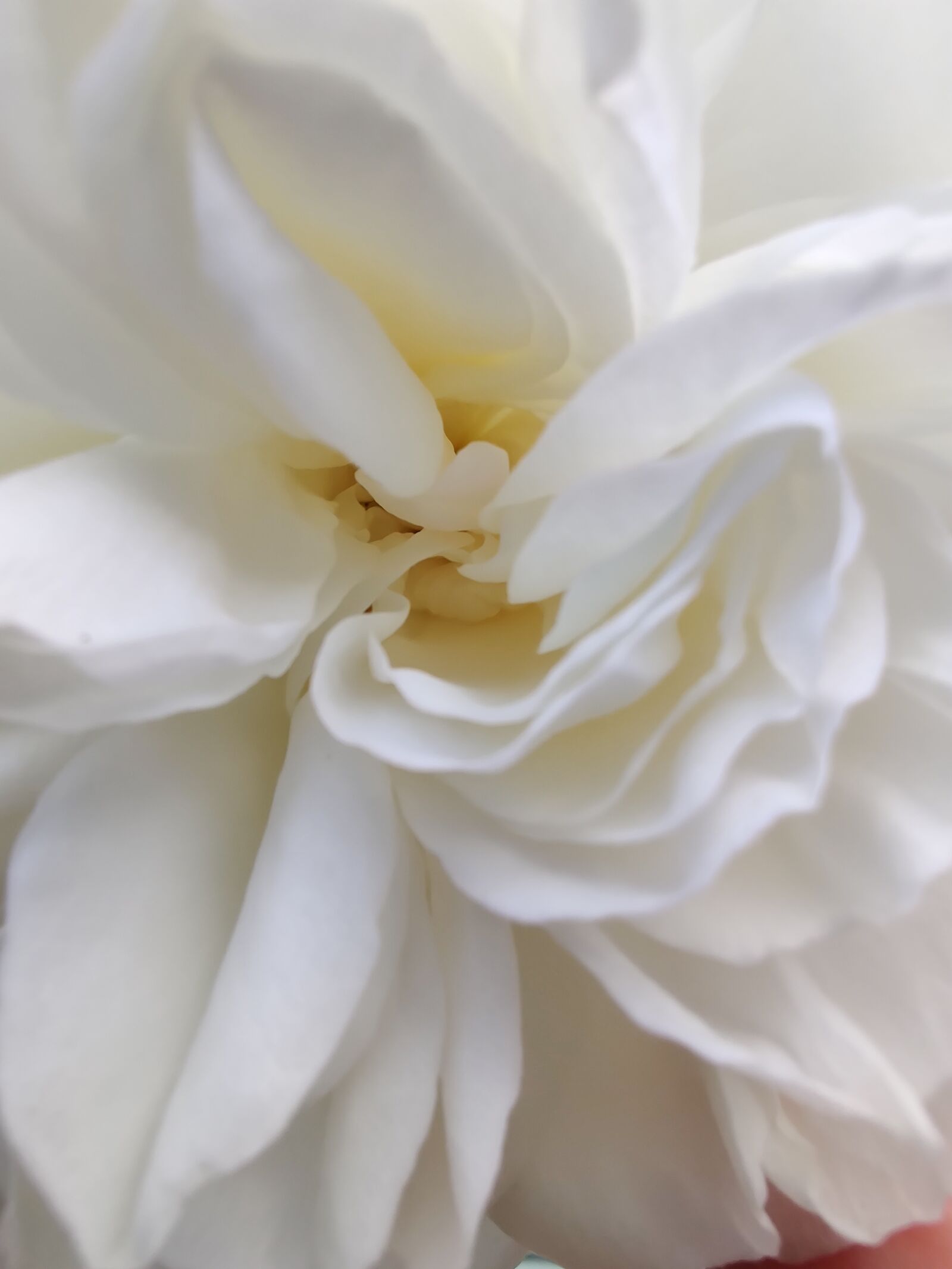 OnePlus HD1903 sample photo. Rose, white, romantic photography