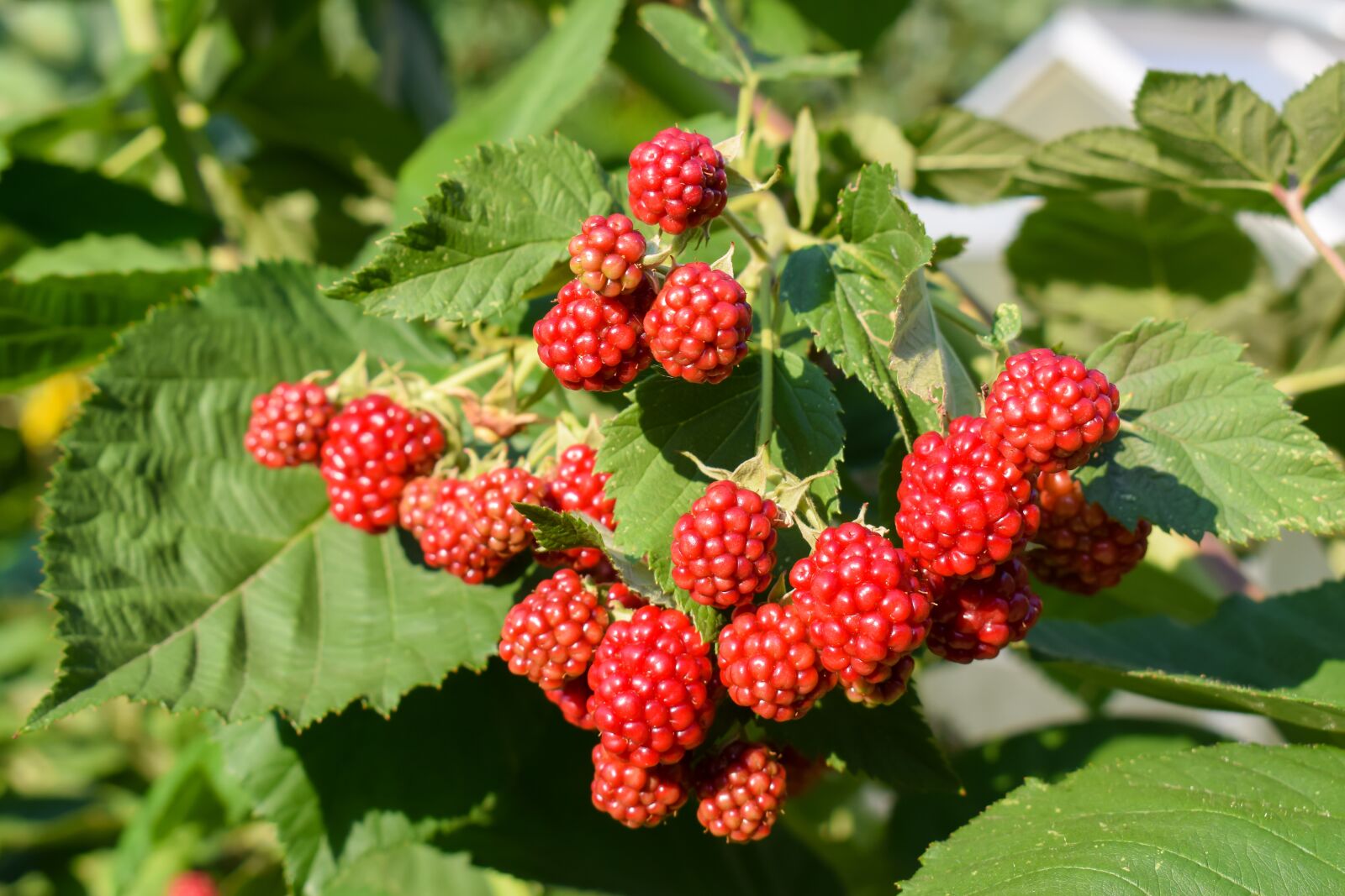 Nikon D5300 sample photo. Blackberry, immature, garden photography