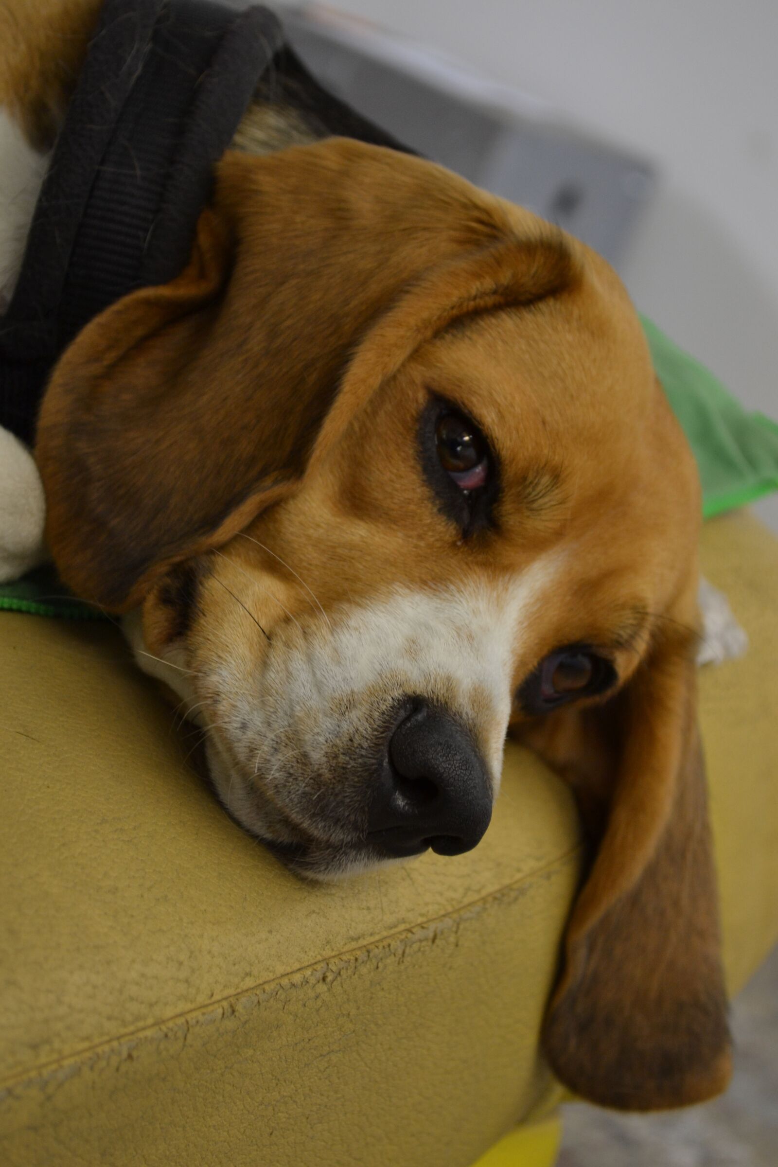 Nikon D3100 sample photo. Dog, fur, animal photography
