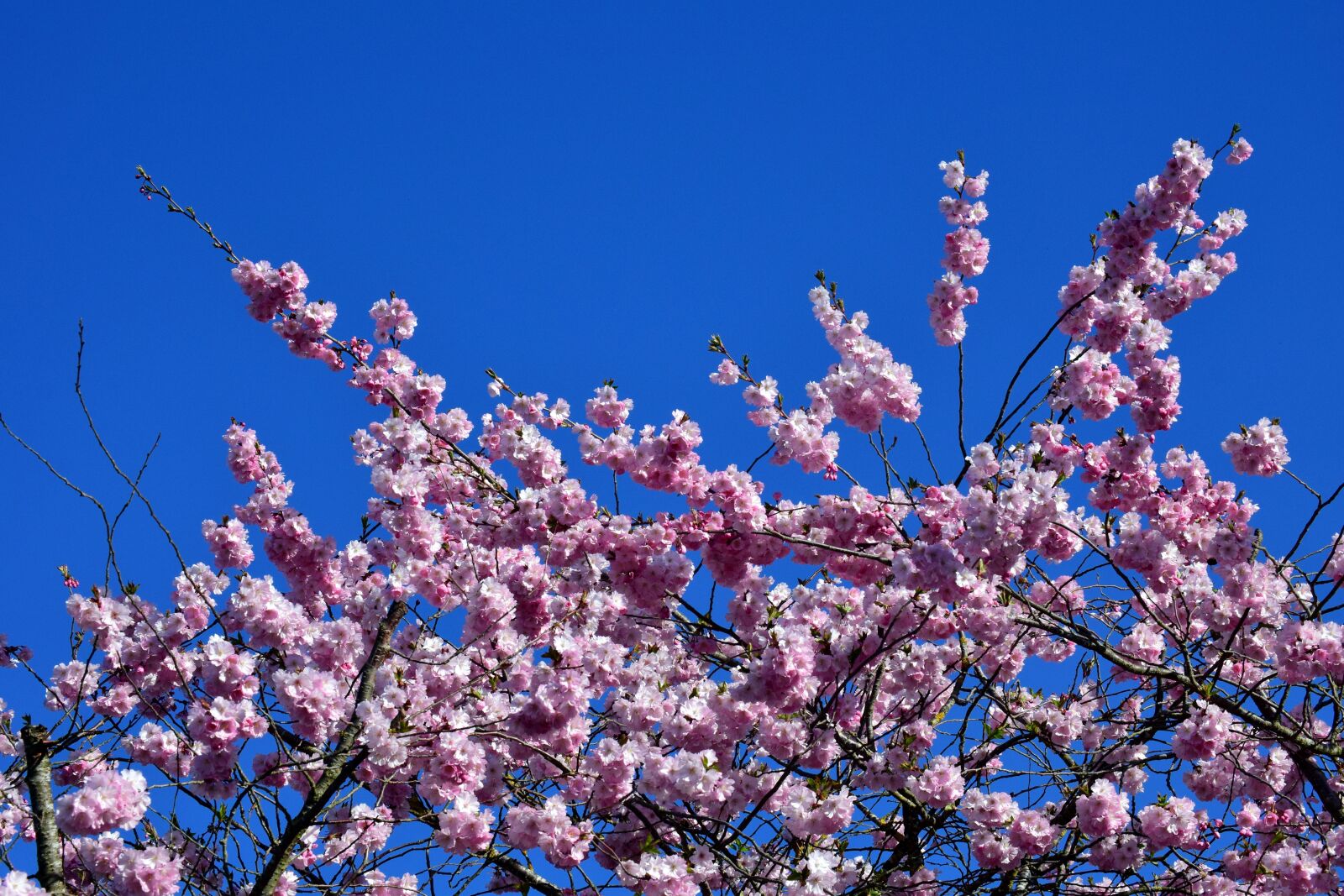 Nikon D3300 sample photo. Cherry blossoms, ornamental cherry photography