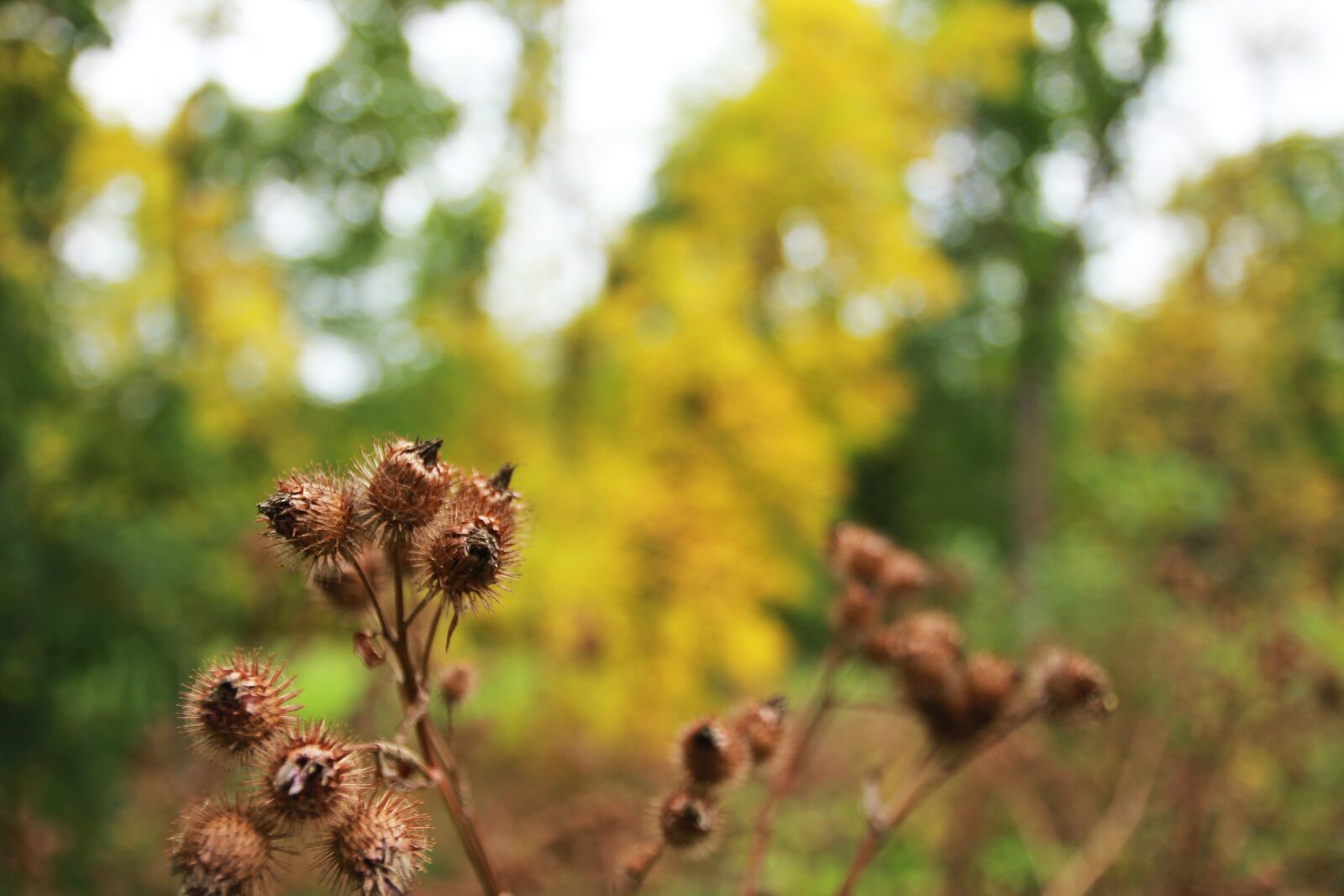 Canon EOS 550D (EOS Rebel T2i / EOS Kiss X4) sample photo. Autumn, yellow, nature photography