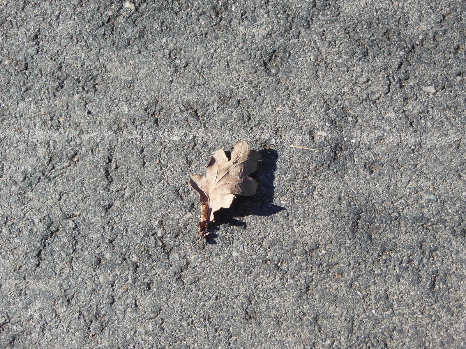 Nikon Coolpix S9300 sample photo. Leaf, withered, brown photography